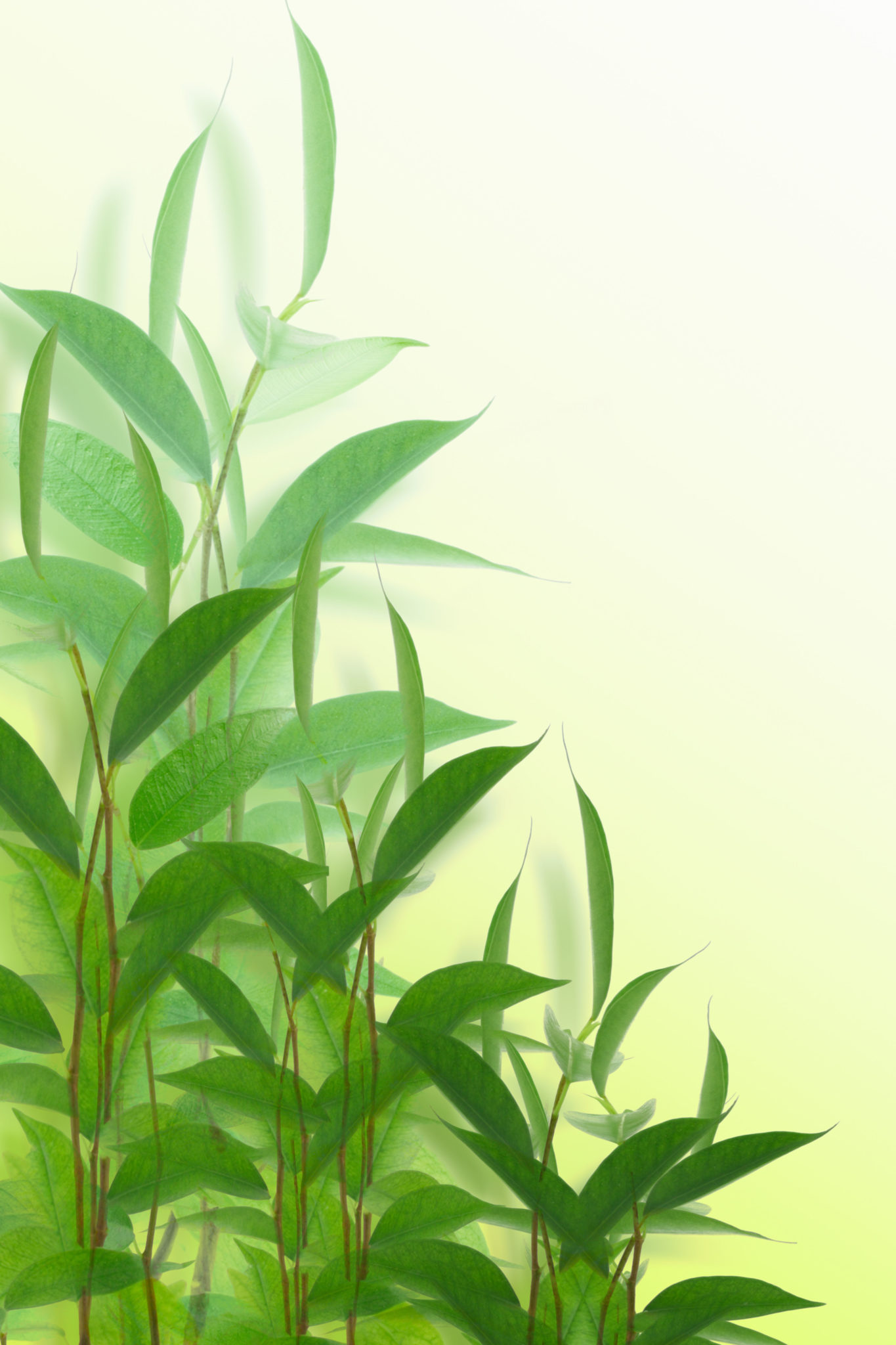 Green Scene Can plants talk to each other ? Newstalk