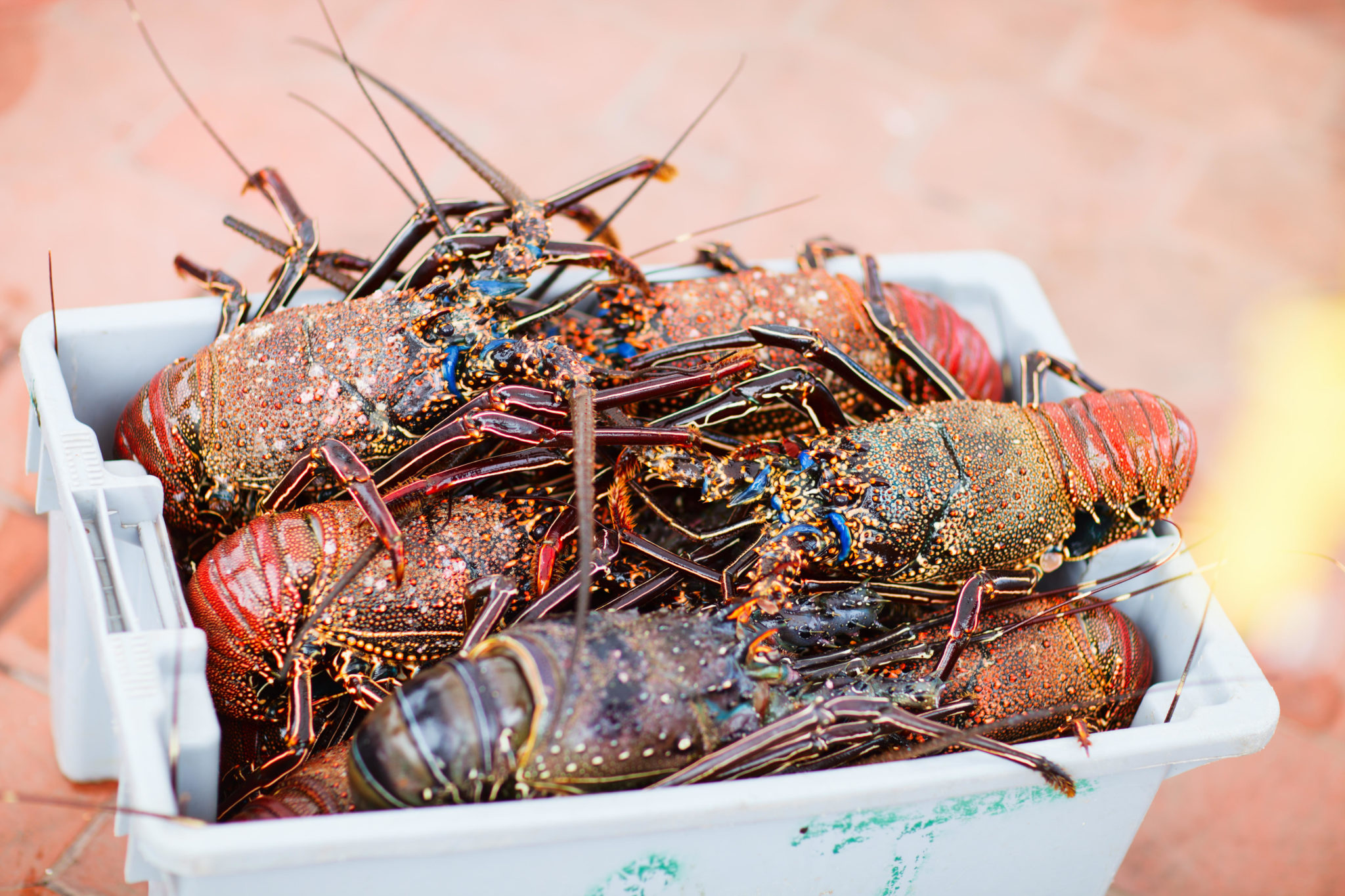 Report Shows Octopus, Lobster & Crab Feel Pain Image