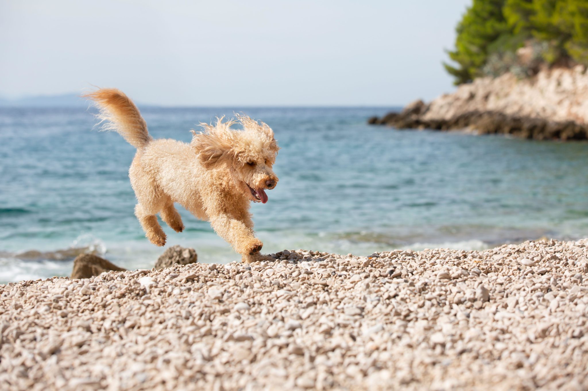 A young apricot poodle playing on the beach at Bol, Island Brac, Croatia. 