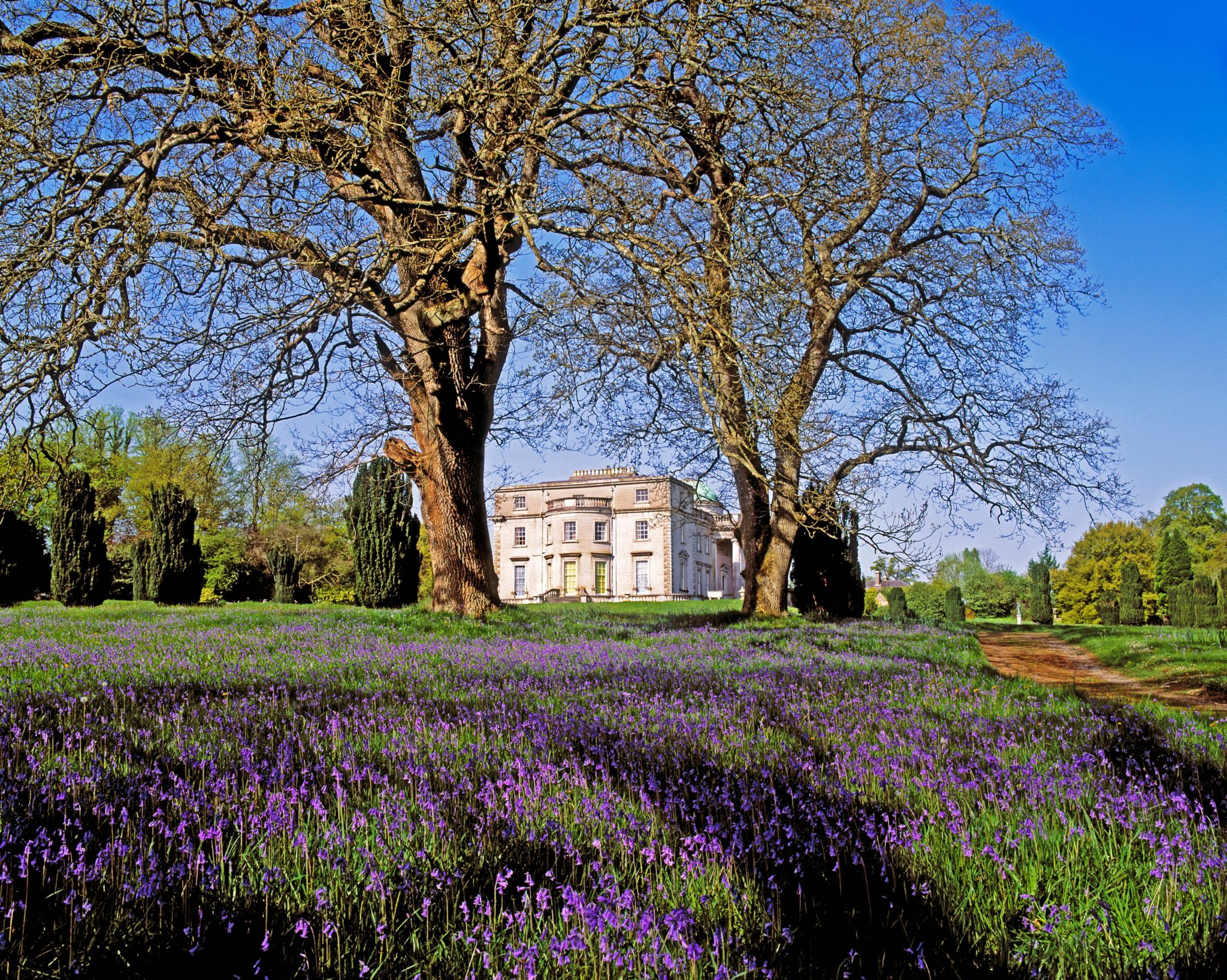 Bluebells In The Pleasure Grounds, Emo Court, Co Laois, Ireland. Image: Design Pics Inc / Alamy Stock Photo