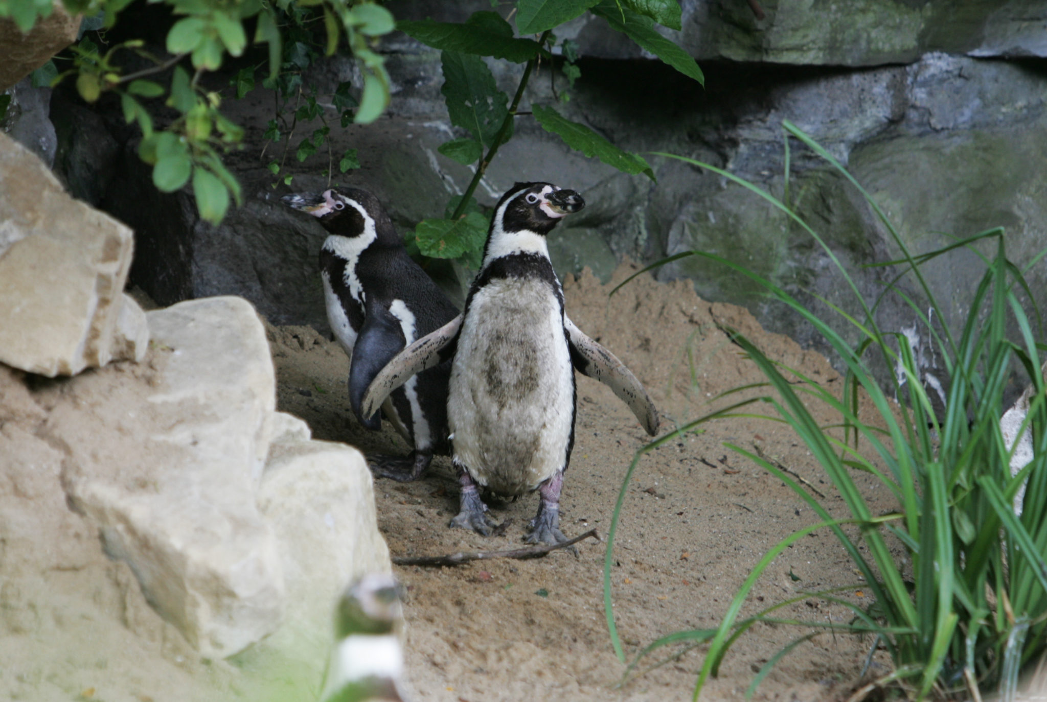 Penguins at Dublin Zoo