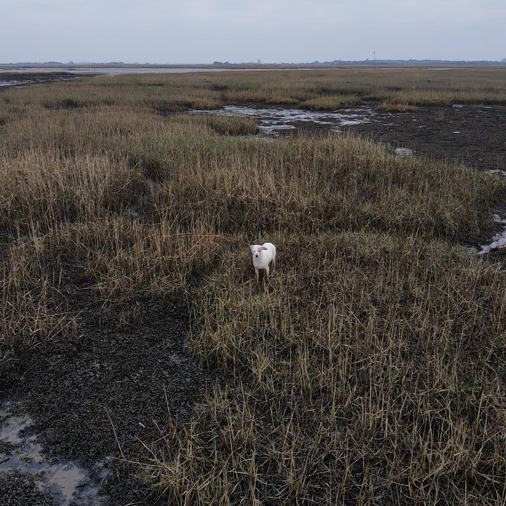 A drone spots Millie stuck on Marshland in Hampshire.