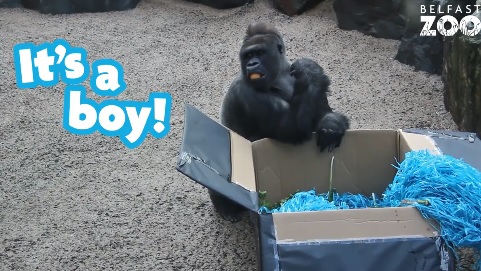 Gorilla. Image shows a gorilla sitting in front of a cardboard box filled with blue paper. The words "It's a boy" are written in blue on the left of the image.