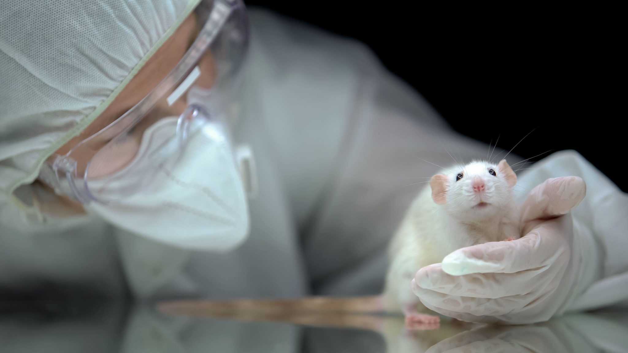 Animal testing State 'not doing enough' to stop suffering Newstalk