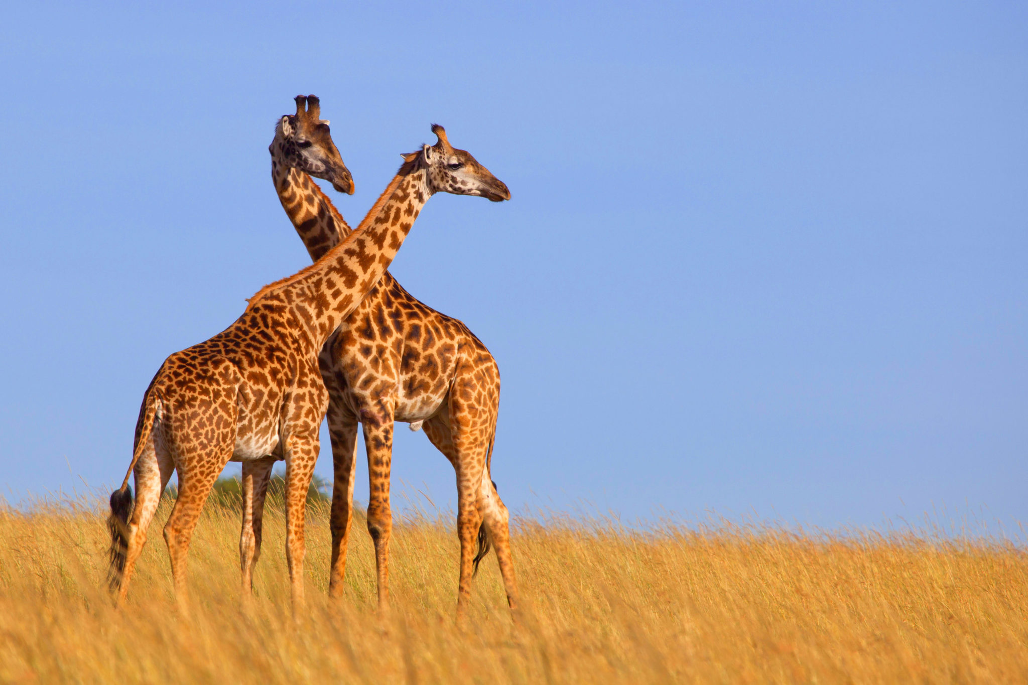 Two Masai Giraffes in savannah, Kenya