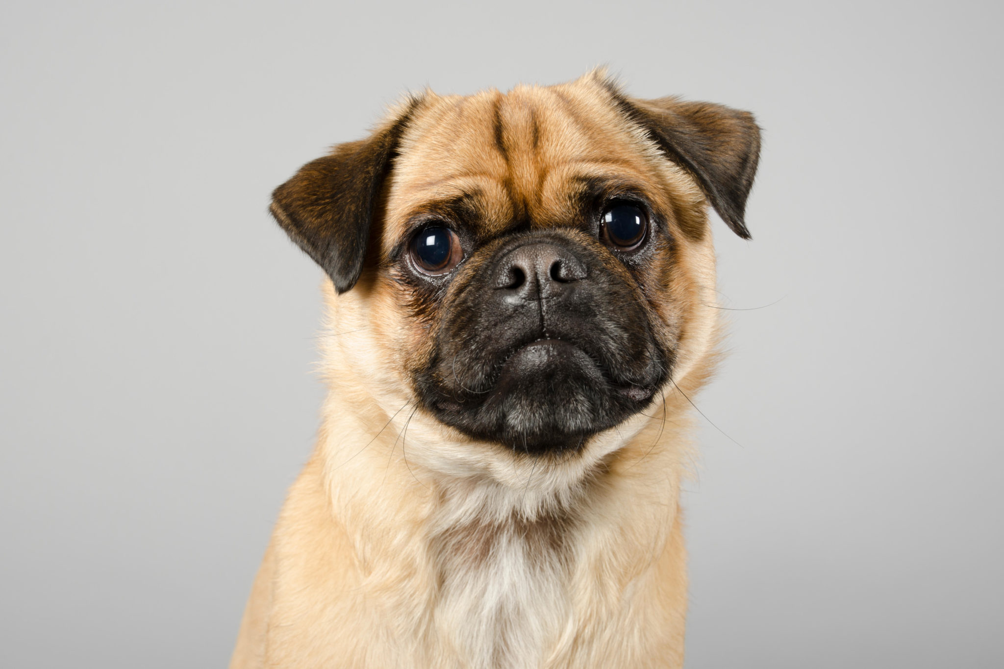 A Pug crossbreed dog in the UK.