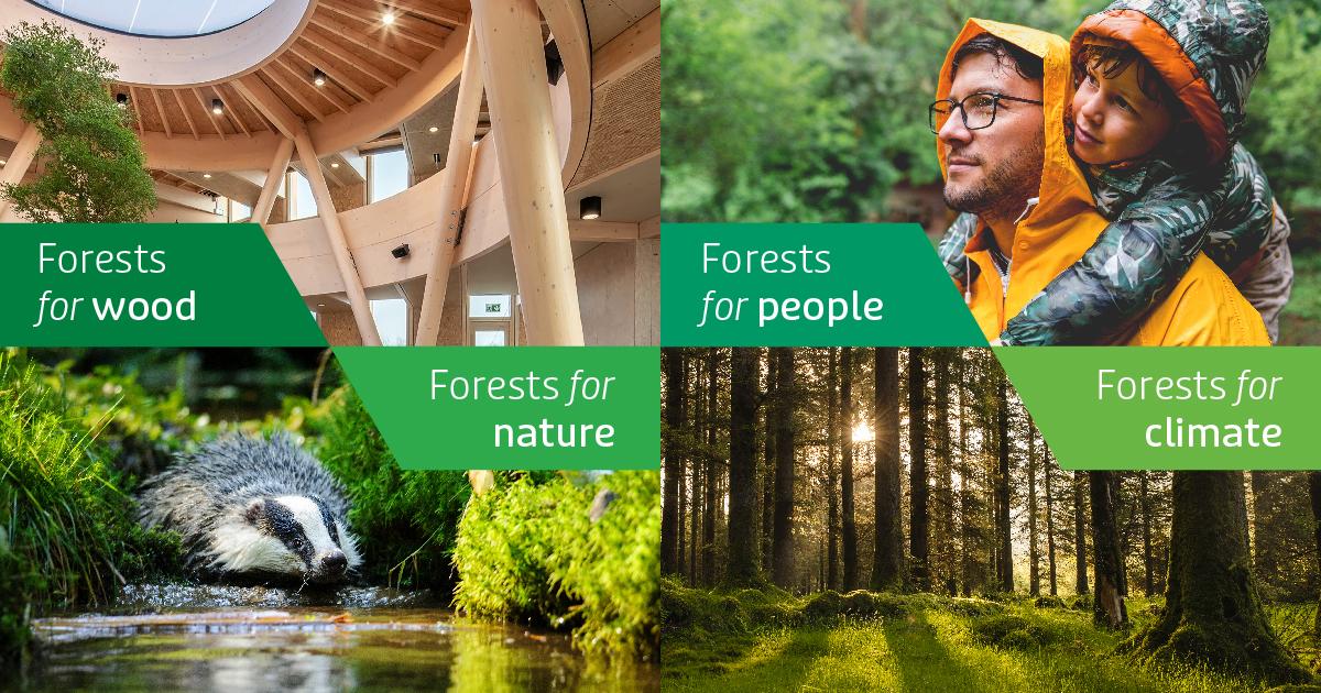 Win A Family Adventure Among The Trees With The Ian Dempsey Breakfast Show - Vimarsana News