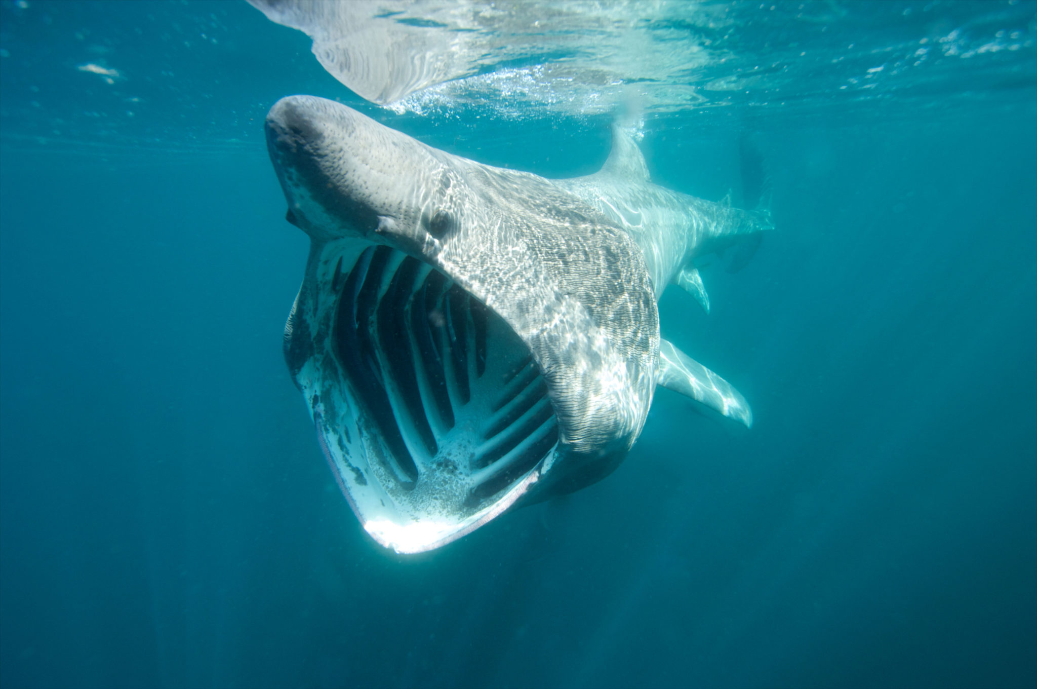 Страшные картинки акул. Гигантская акула Cetorhinus Maximus. Баскинг Шарк. Акула basking Shark. Гигантская акула (basking Shark).