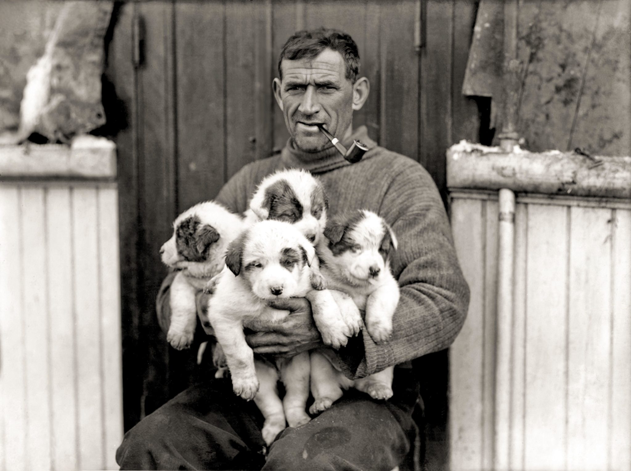 The Irish seaman and Antarctic explorer Tom Crean with sleigh pups Roger, Nell, Toby and Nelson.