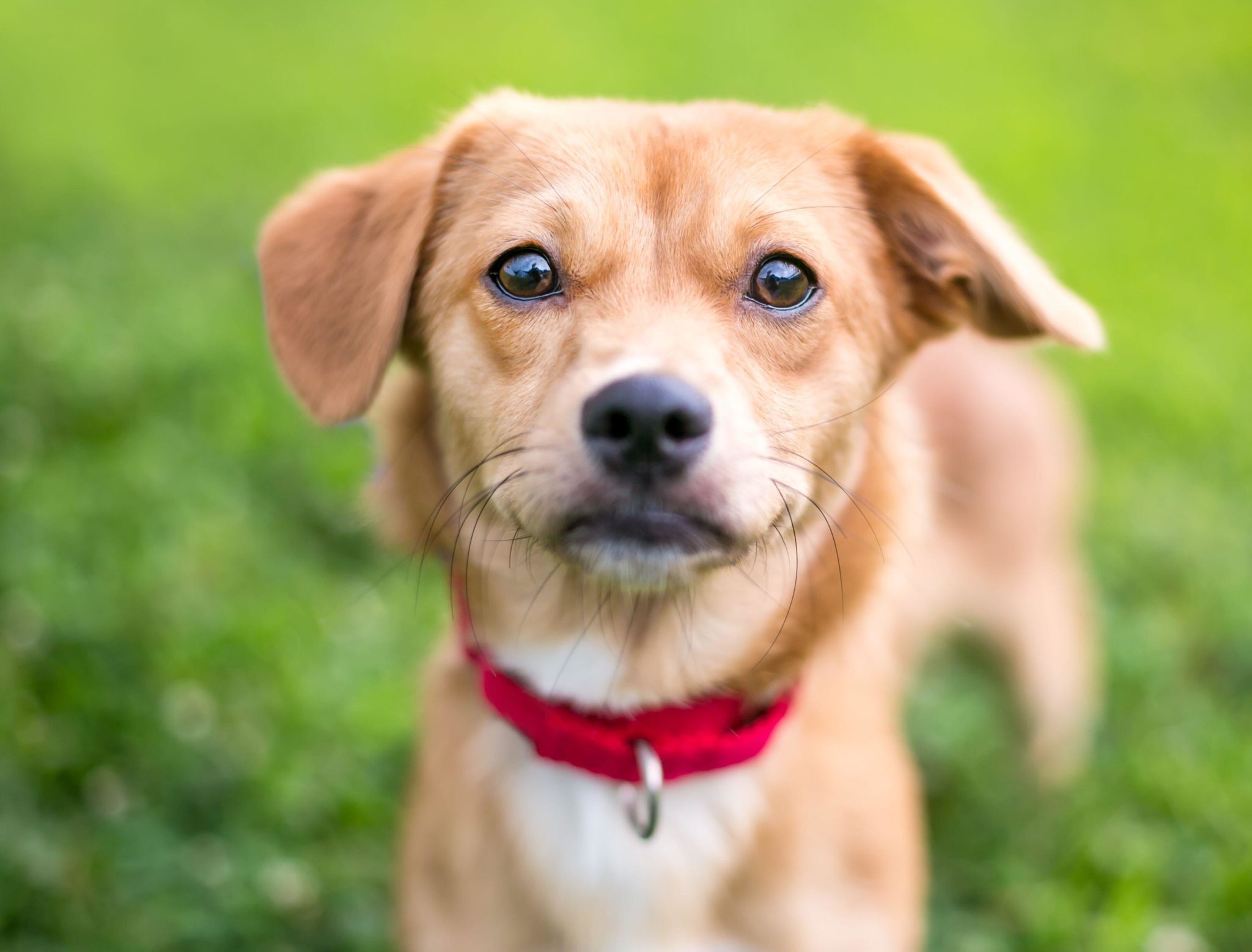 A brown mixed-breed dog with floppy ears wearing a red collar.