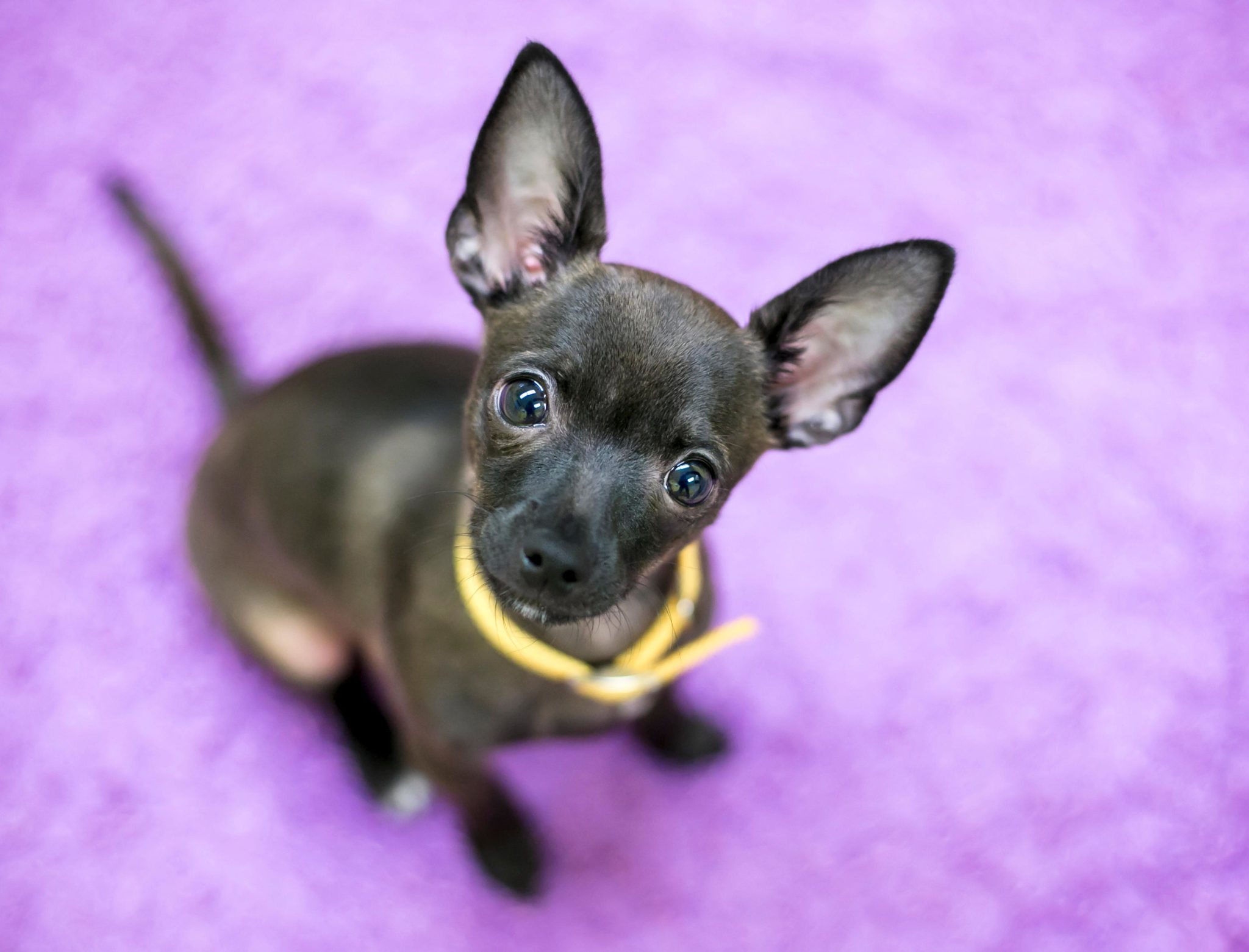 A black Chihuahua puppy wearing a yellow collar.