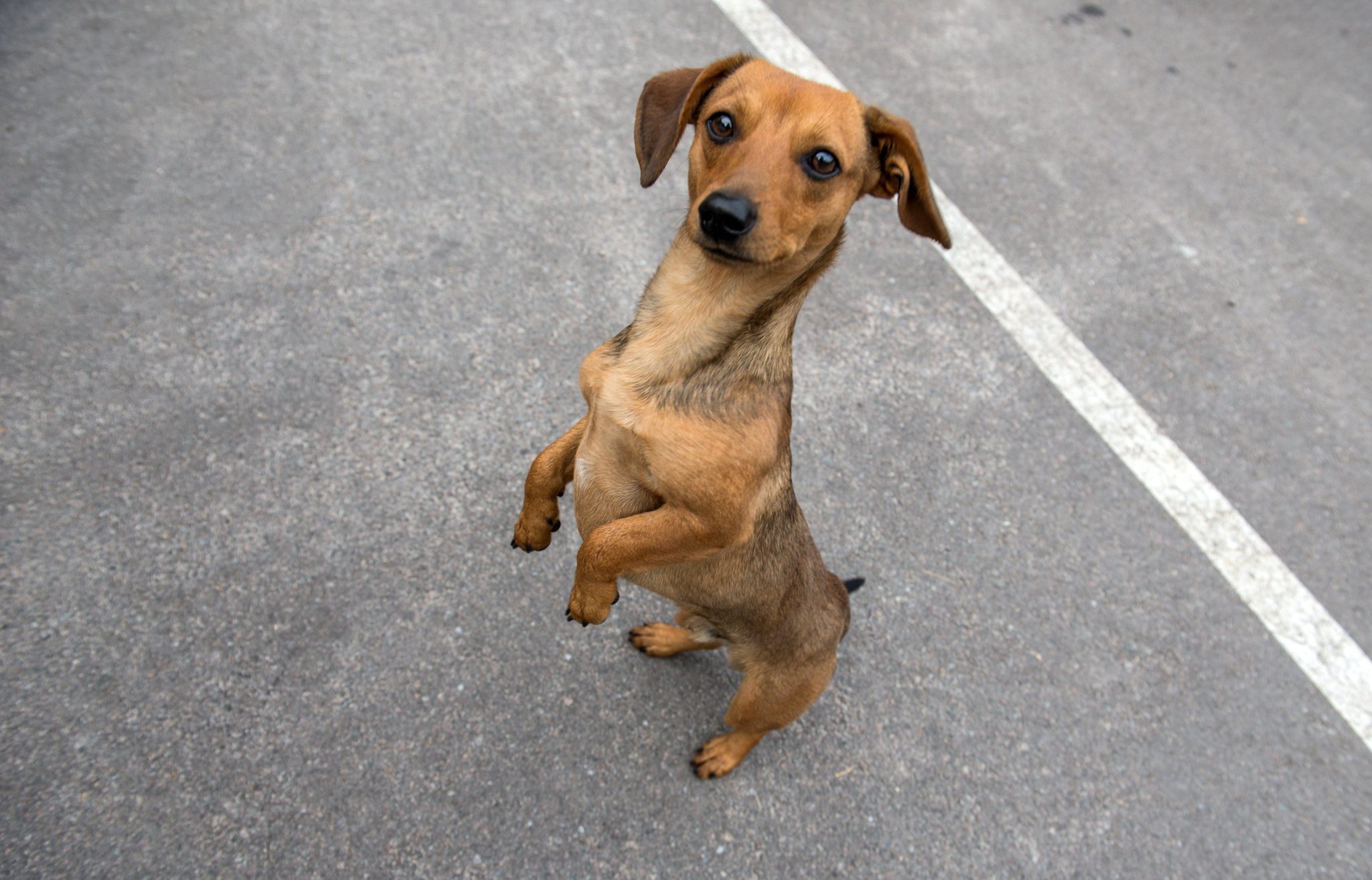 A dog in Chernobyl town, Ukraine. Image: agefotostock / Alamy Stock Photo