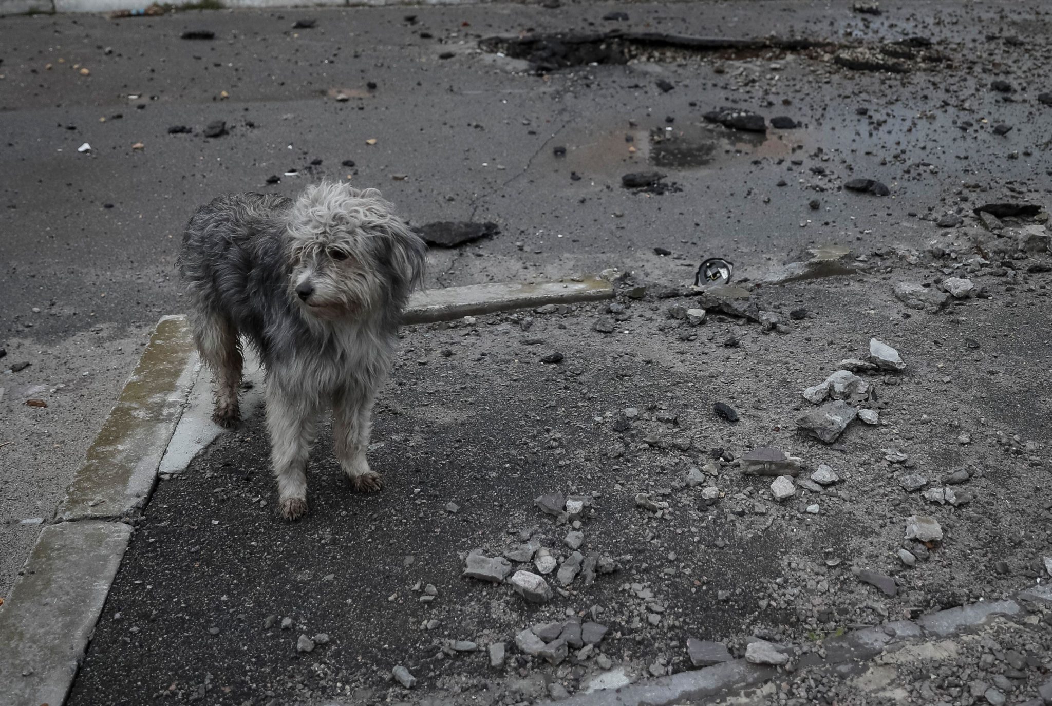 A dog stands near a shell crater on the front line near Kyiv as Russia's invasion of Ukraine continues. Image: REUTERS / Alamy Stock Photo