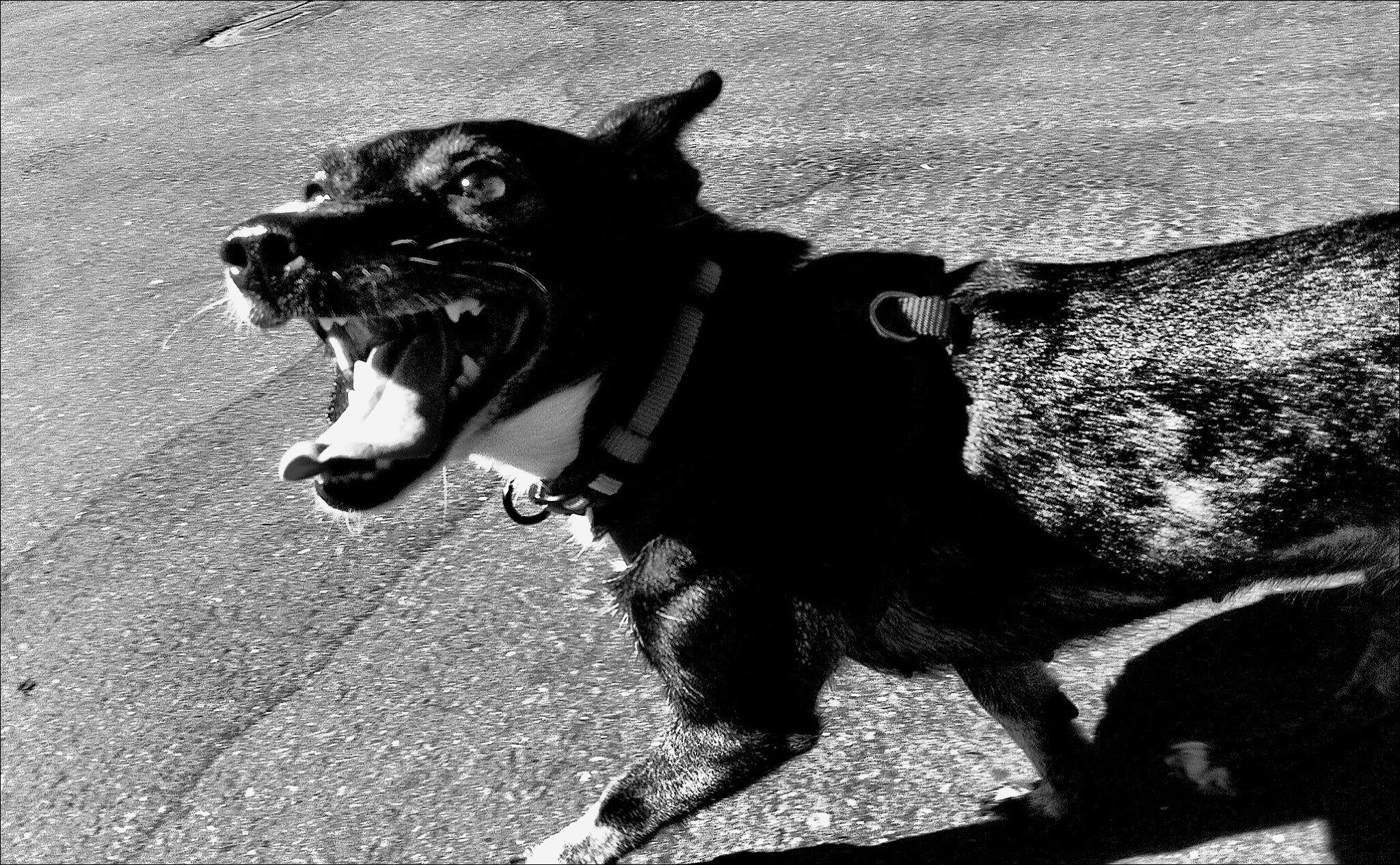 Fines for uncontrolled dogs set to double after Alejandro Miszan attack - Vimarsana News