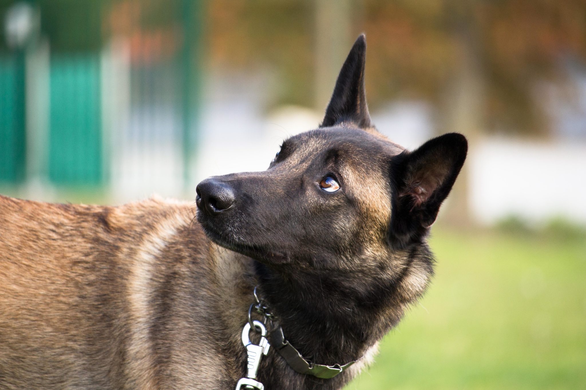 A Belgian Malinois shepherd dog listens his master's voice.