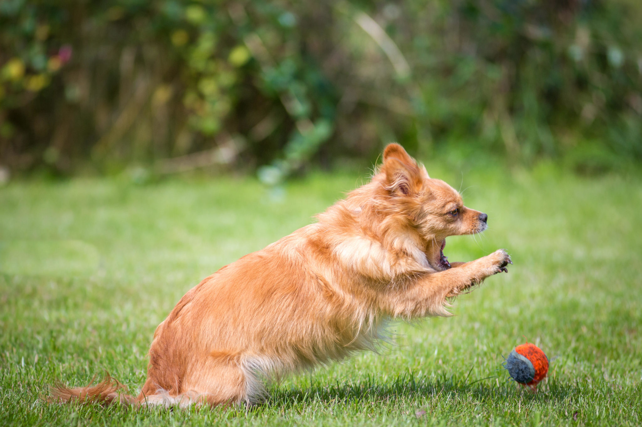 A dog attacks a tennis ball