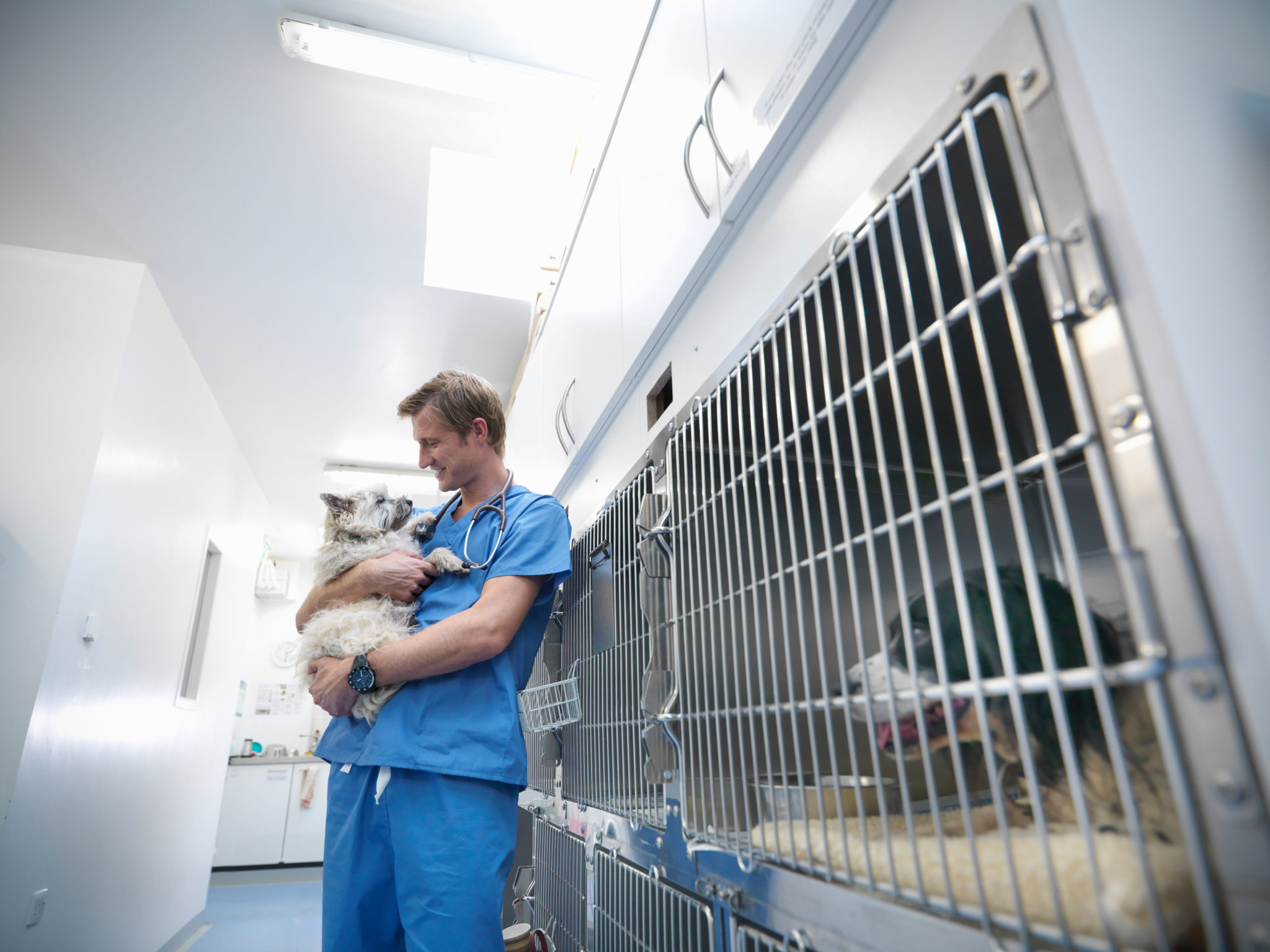 Should pets get a medical card?