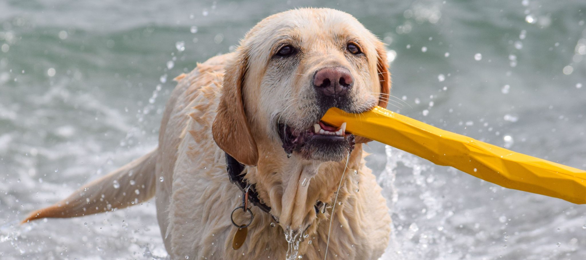 A doggo on Vault beach. Image: Artofoto / Alamy Stock Photo