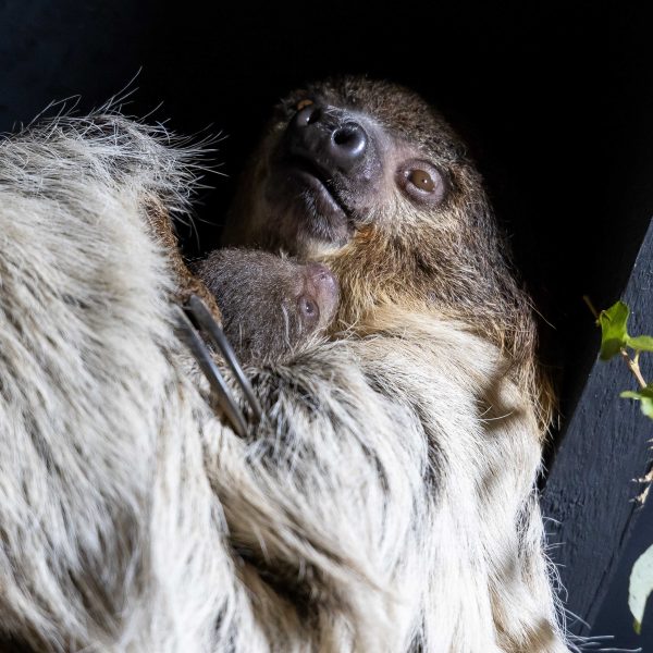 Fota baby sloth