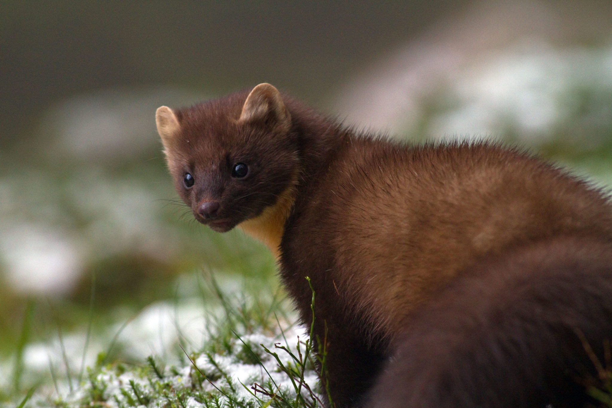 A Pine Marten is seen in the snow in Co Louth in 2011.