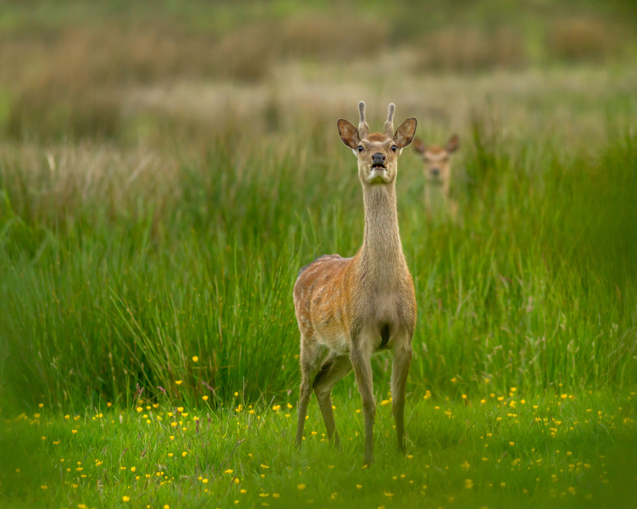 A sika deer is seen with a fawn in the UK in May 2014.
