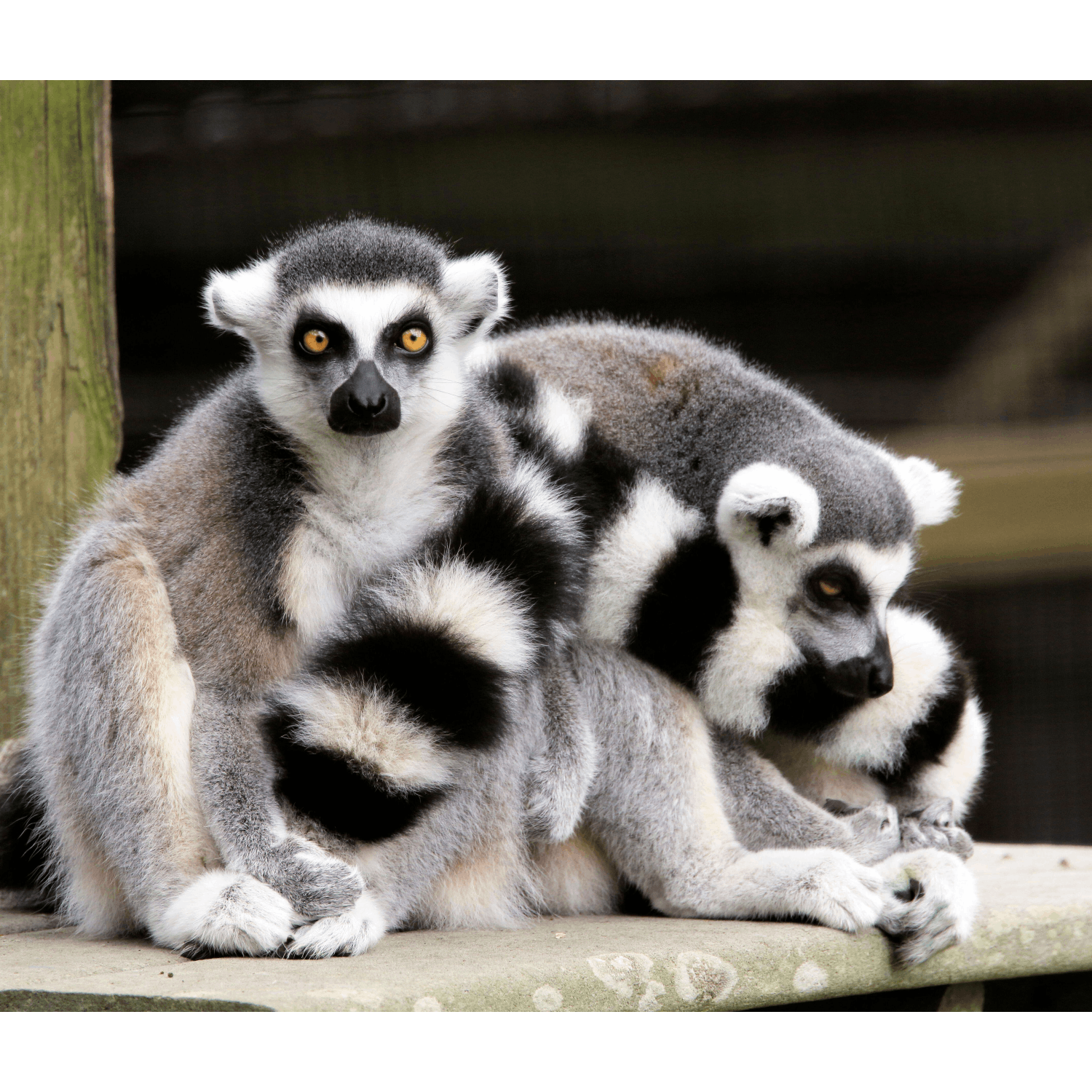 Should zoos be banned? We debate Newstalk