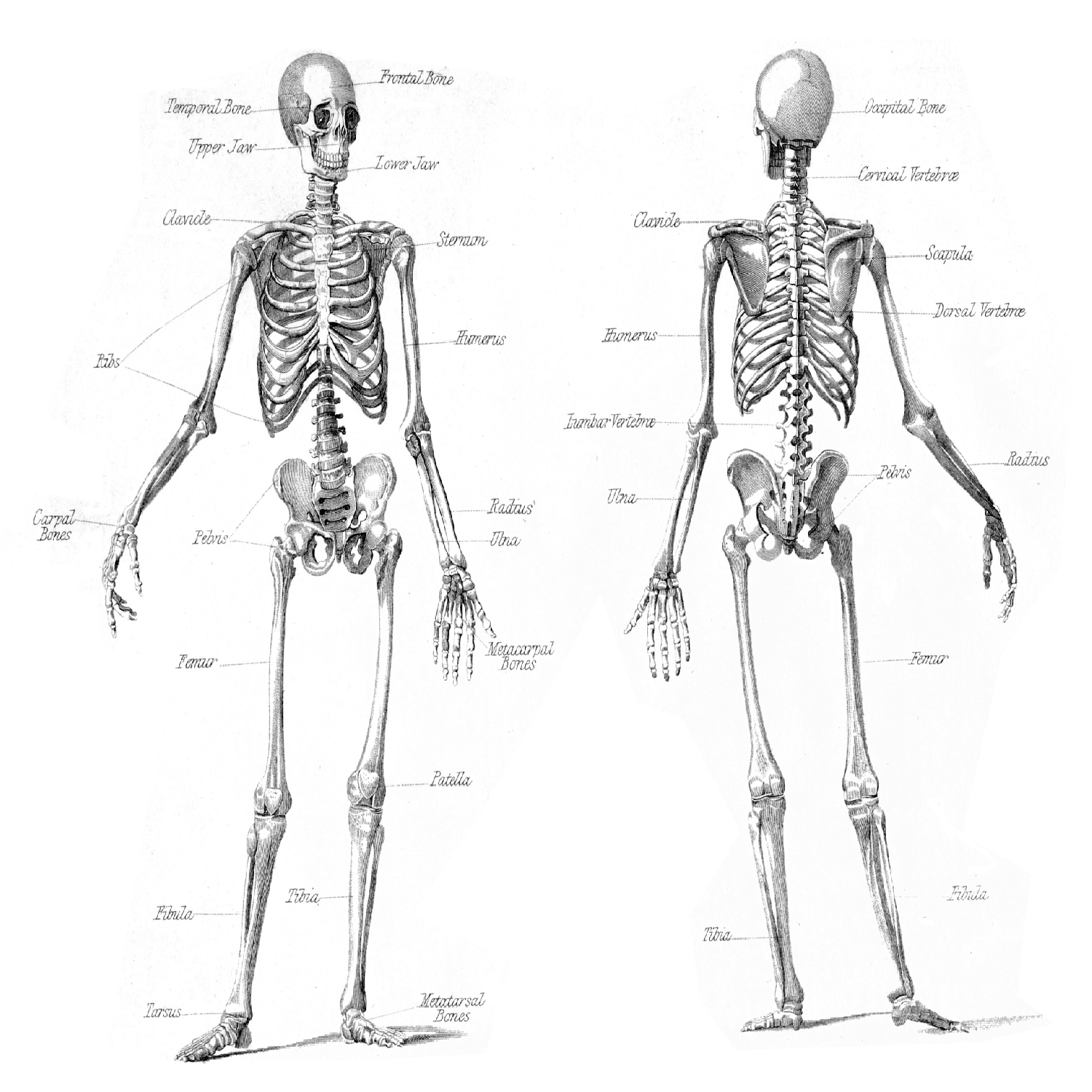 Anatomy: A Matter of Death and Life | Newstalk