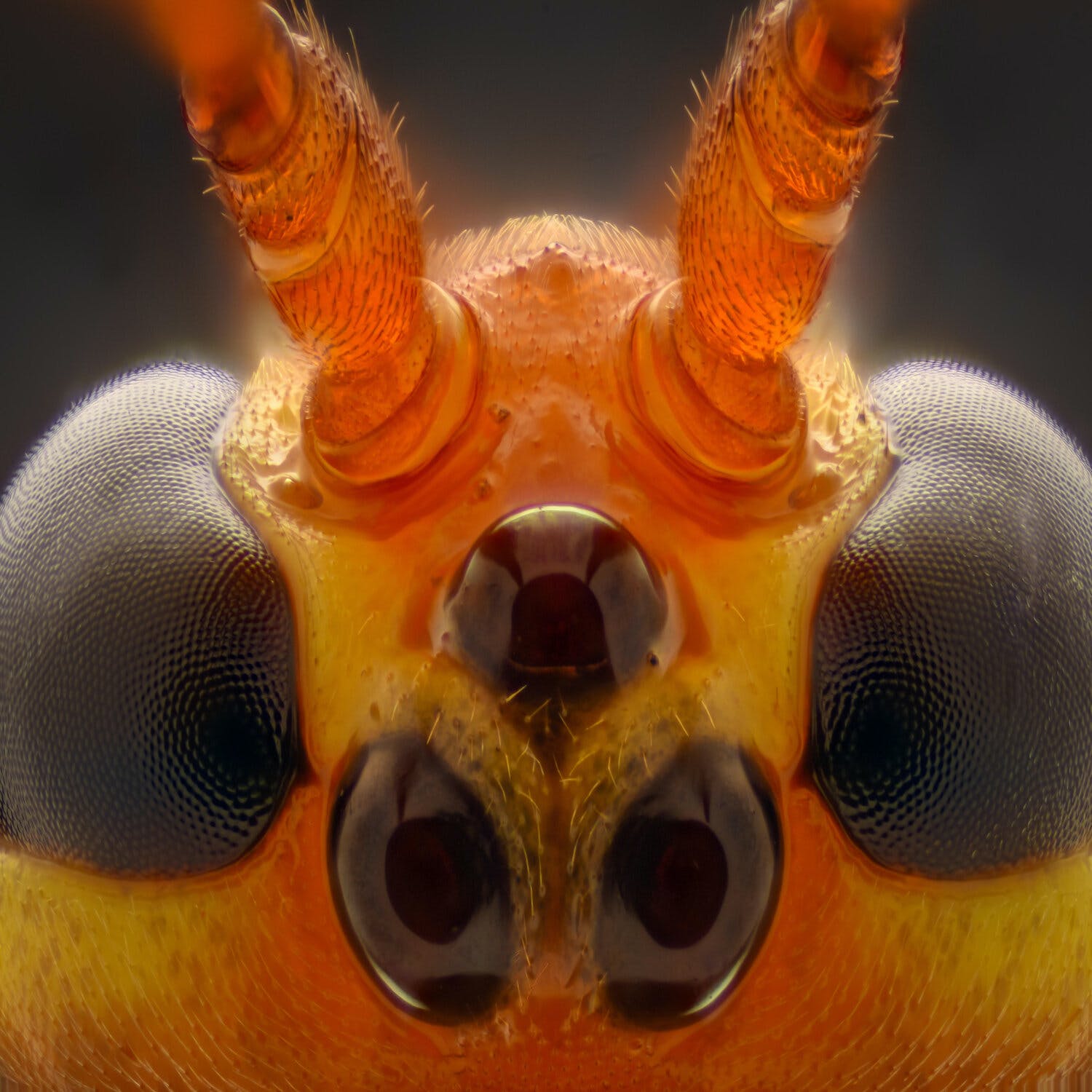 A Brief History of Weaponised Insects | Newstalk