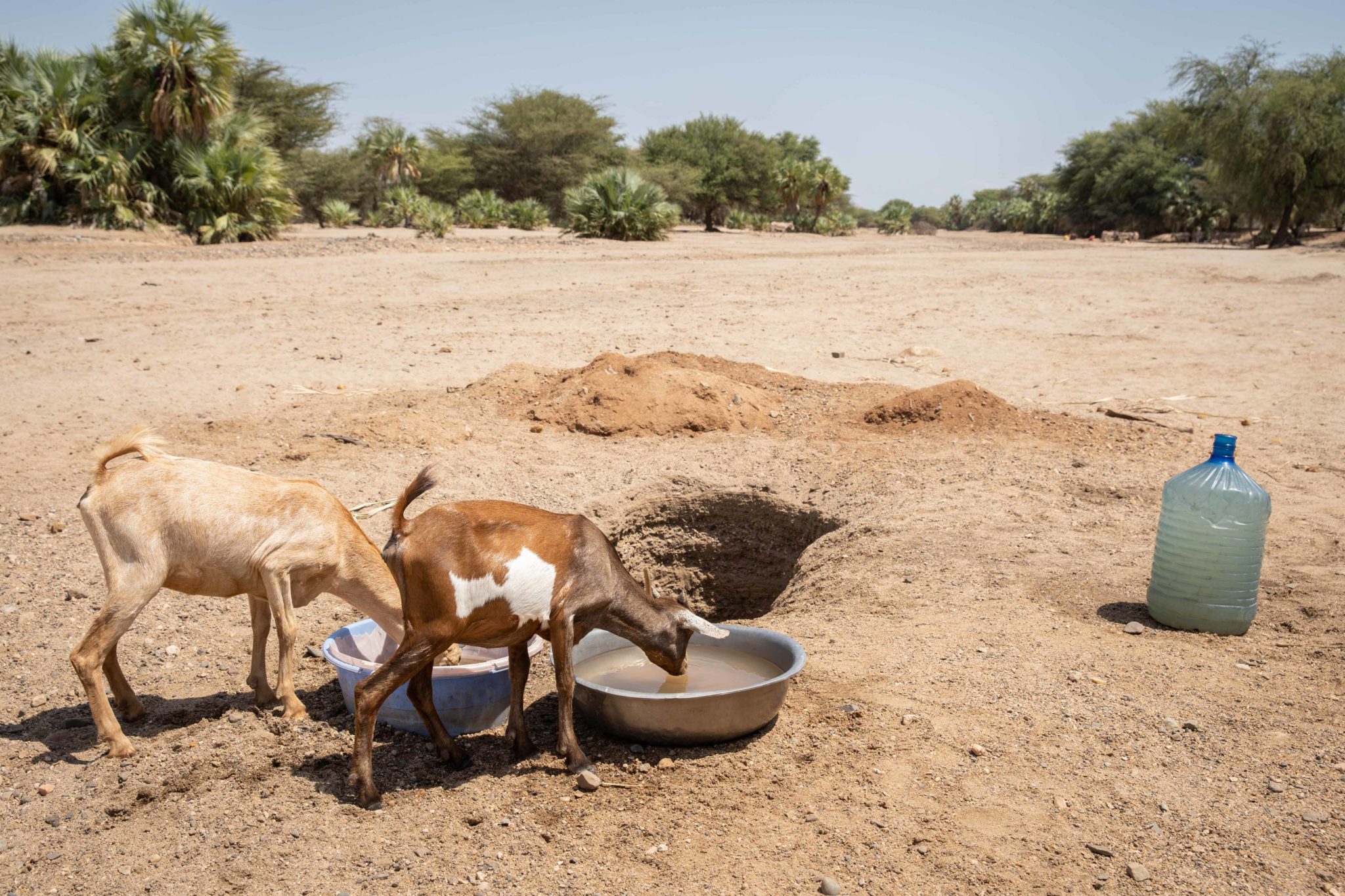 Goats drink at a small well dug by Richard in Turkana County in Northern Kenya, 27-06-22. Image: Lisa Murray/Concern Worldwide.