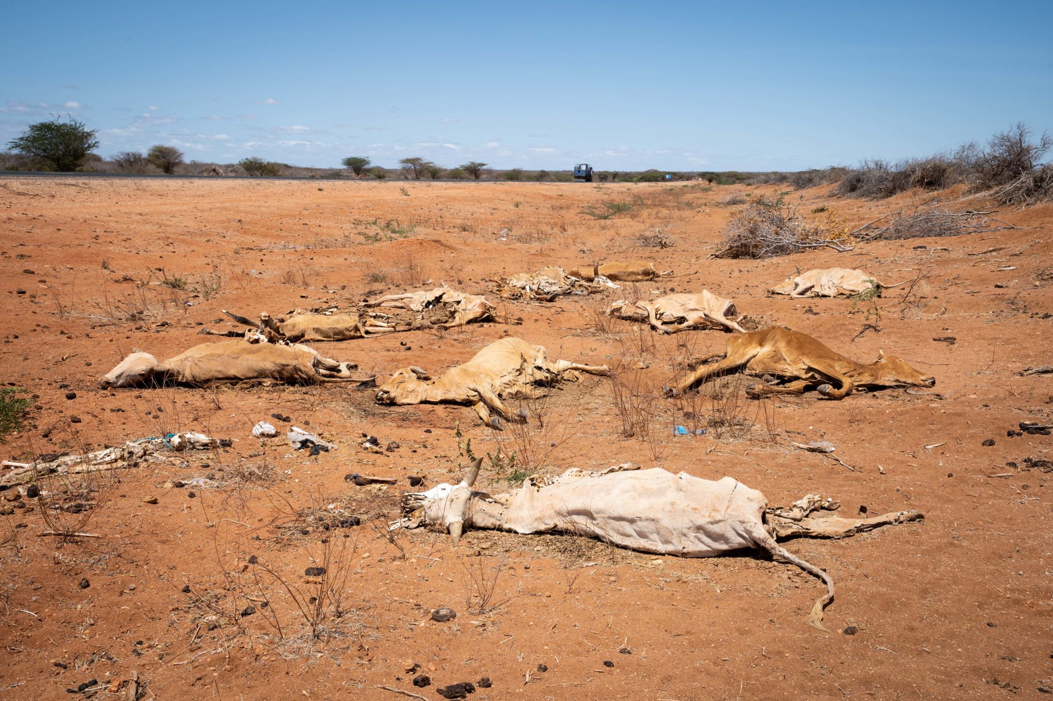 Cattle carcasses lie by the side of the road around 35km south of Garissa, in Tana River County, Kenya, 02-07-22. Image: Lisa Murray/Concern Worldwide.