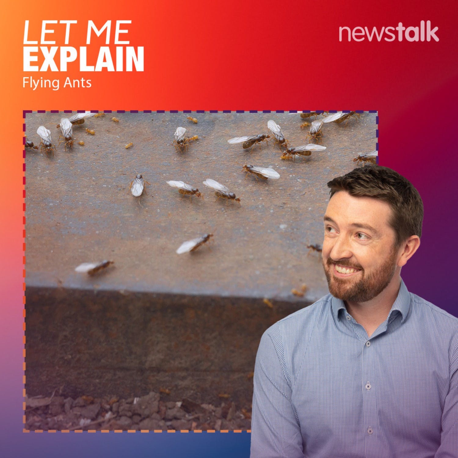 14-what-s-with-all-the-flying-ants-newstalk