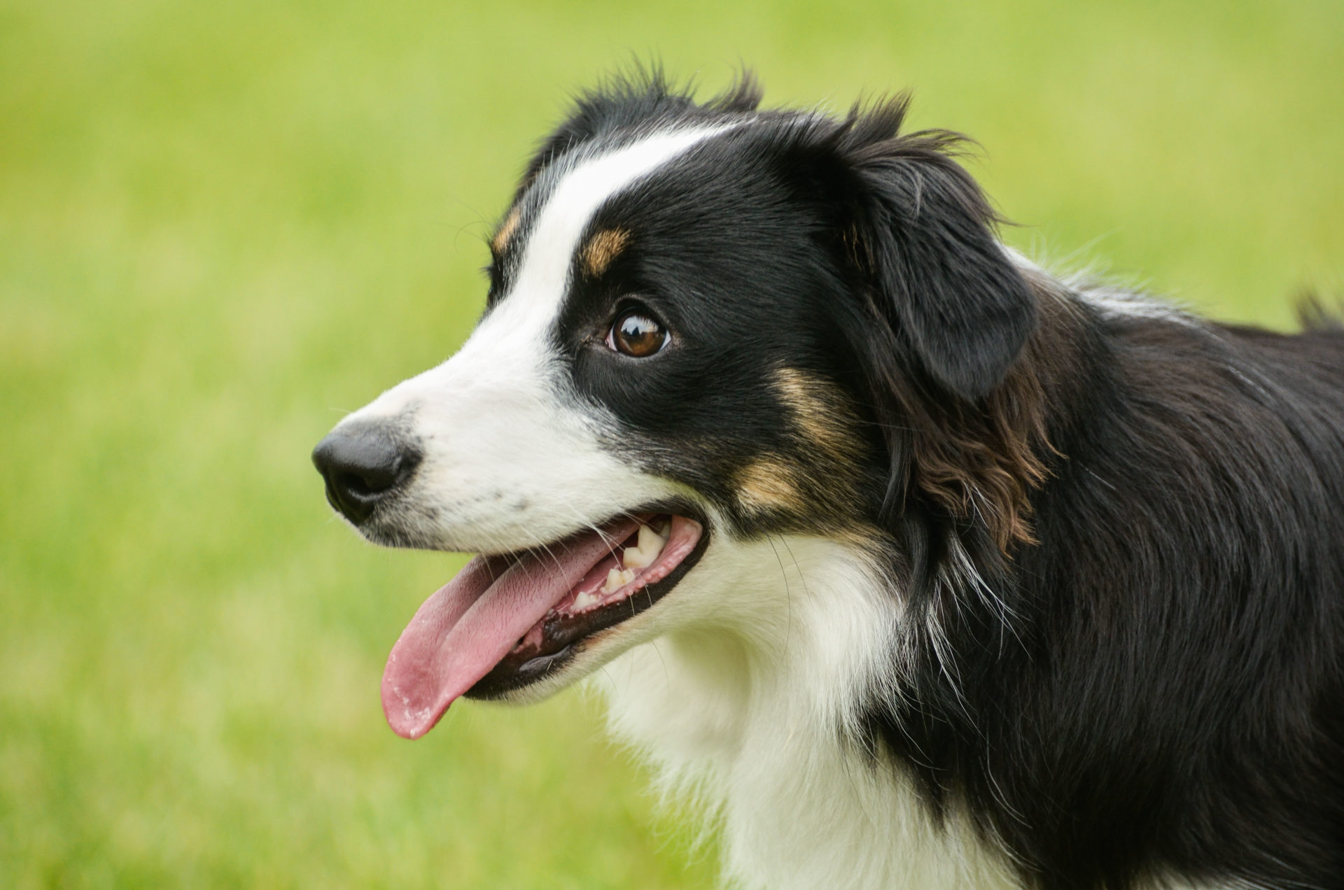 Dogs Trust: Workers should get compassionate leave when their pets die