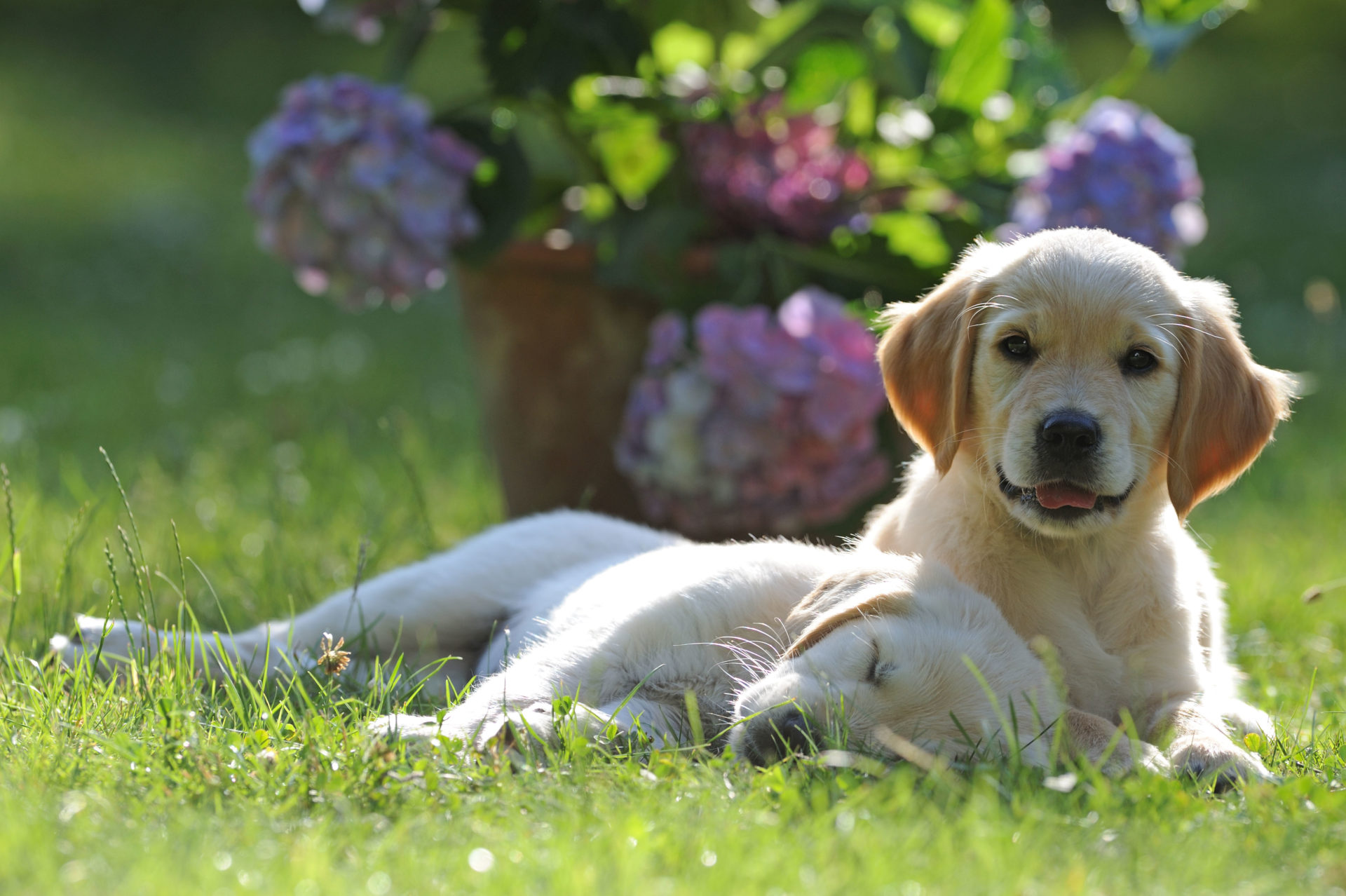 Golden Retriever pups. Image: Alamy