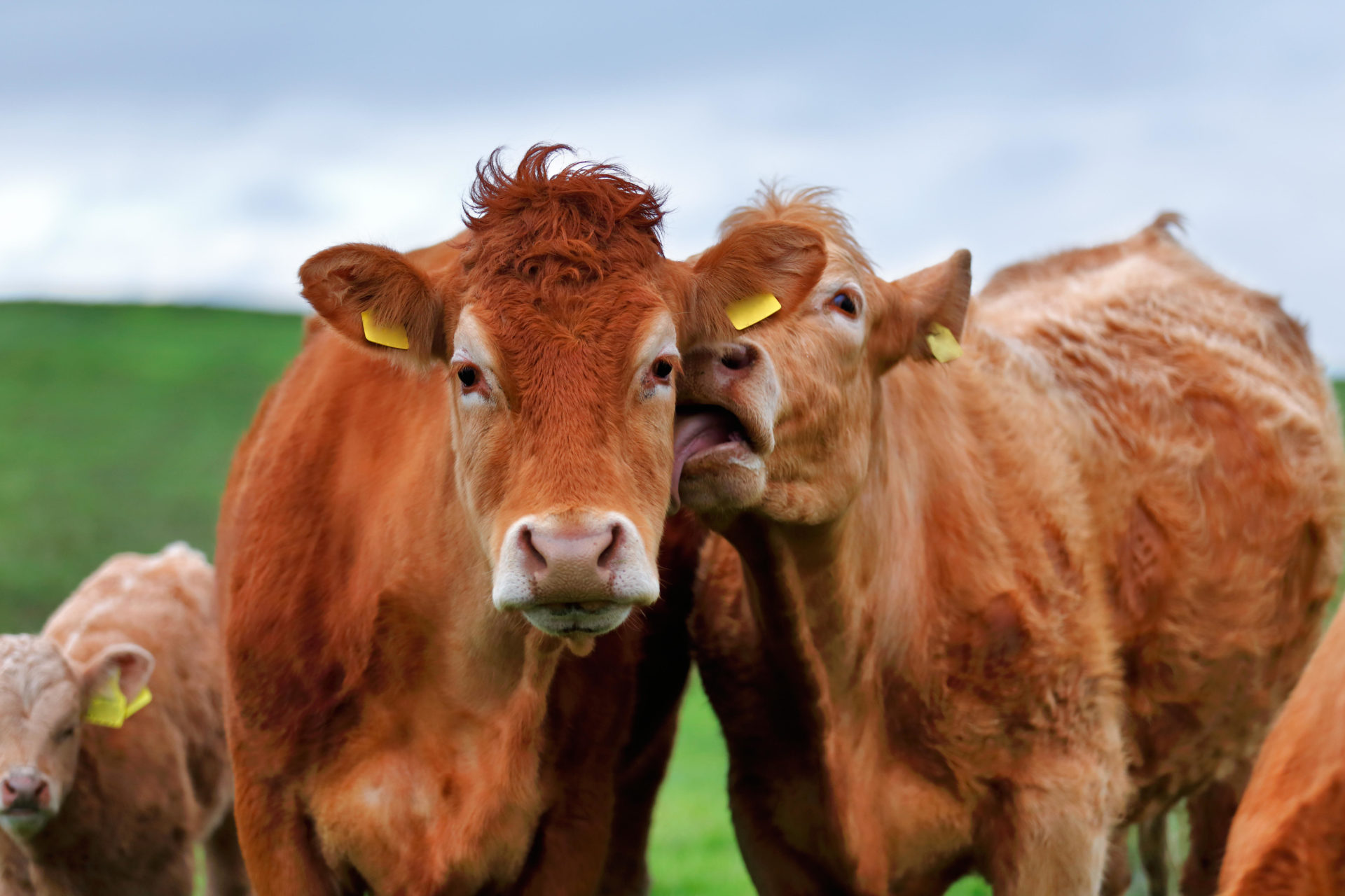 A herd of cows in the West of Ireland. Image: BartKowski / Alamy Stock Photo