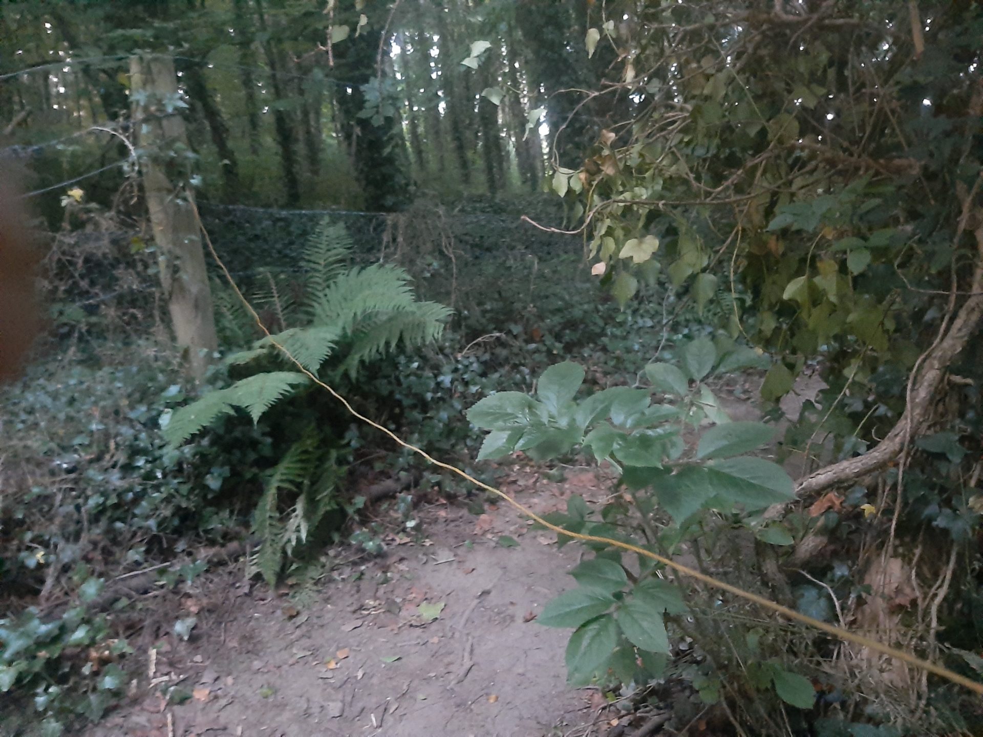 The rope trap set across the woodland trail at Townley Hall. Image: Nolan family.