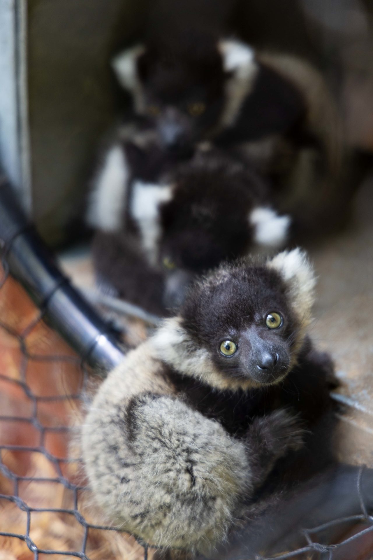Fota Wildlife Park Welcomes Three Endangered Baby Lemurs - Vimarsana News