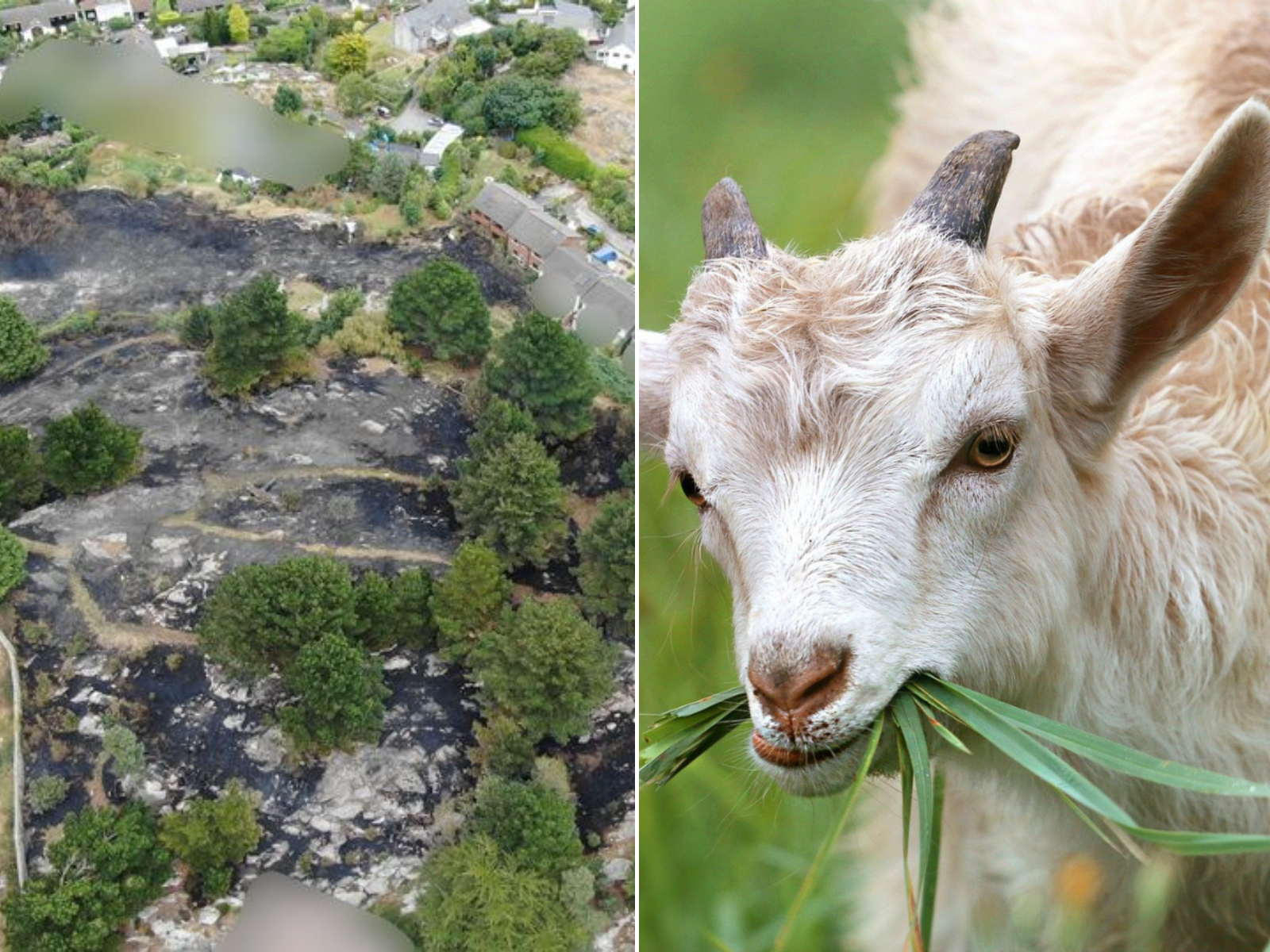 Goats could be put on Killiney Hill to help control gorse fires - Vimarsana News