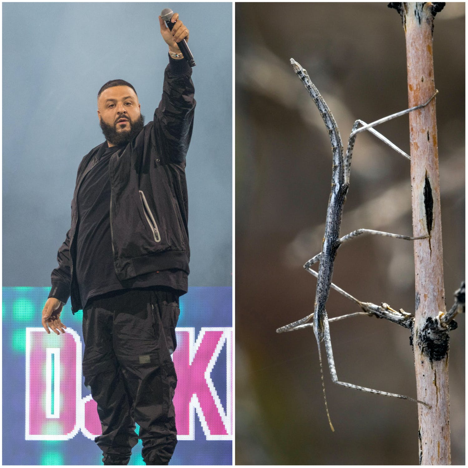 DJ Khaled's Hunt For A Second Hand Watch, And Songs About Stick Insects