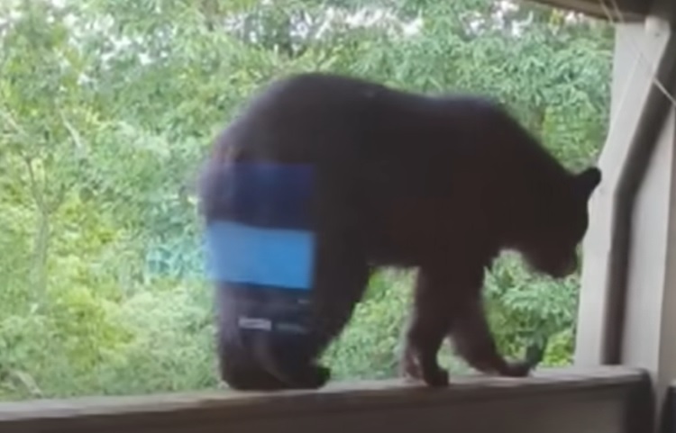 teacher. Image shows a bear on a wooden beam, screenshot from a YouTube video.