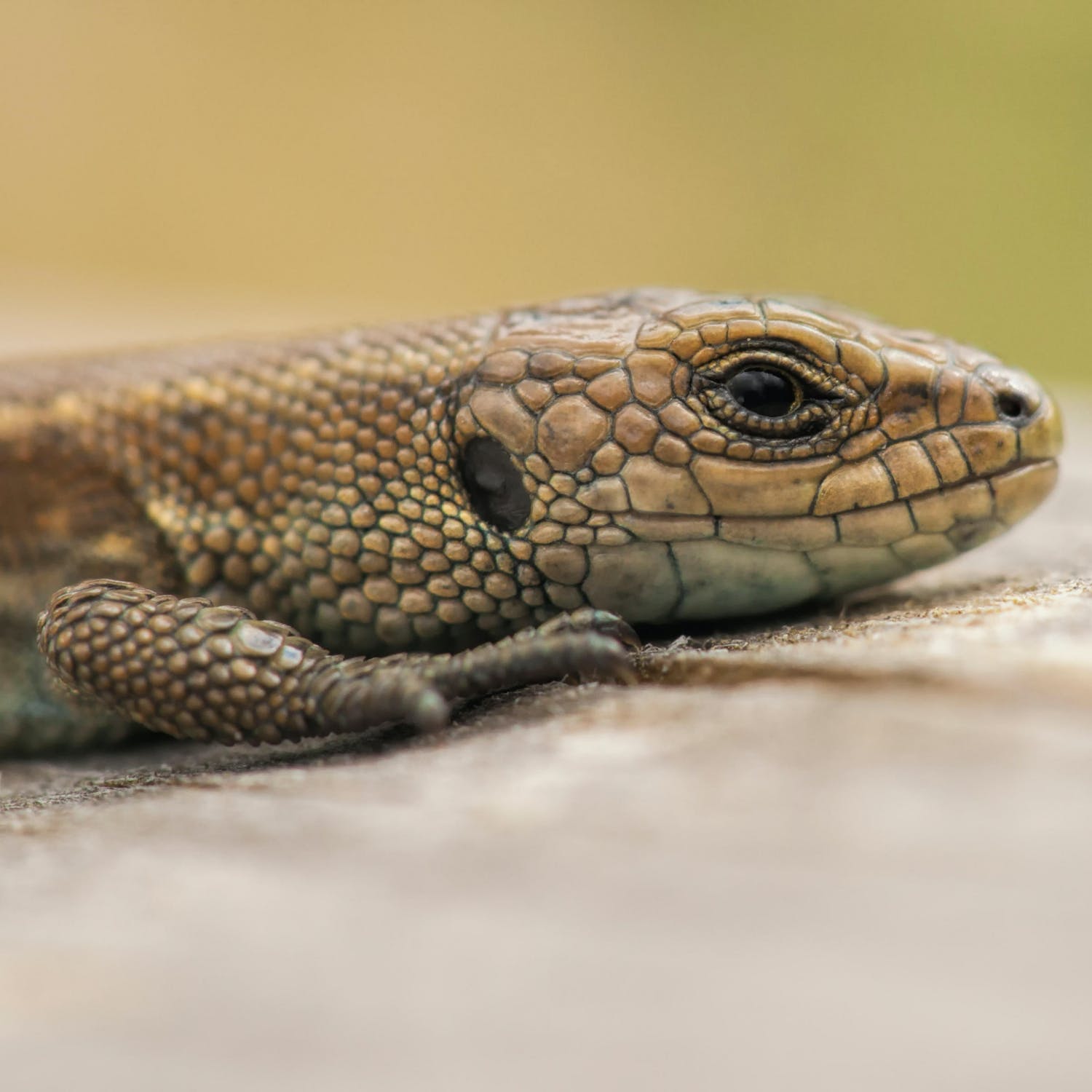 did-you-know-there-are-lizards-in-ireland