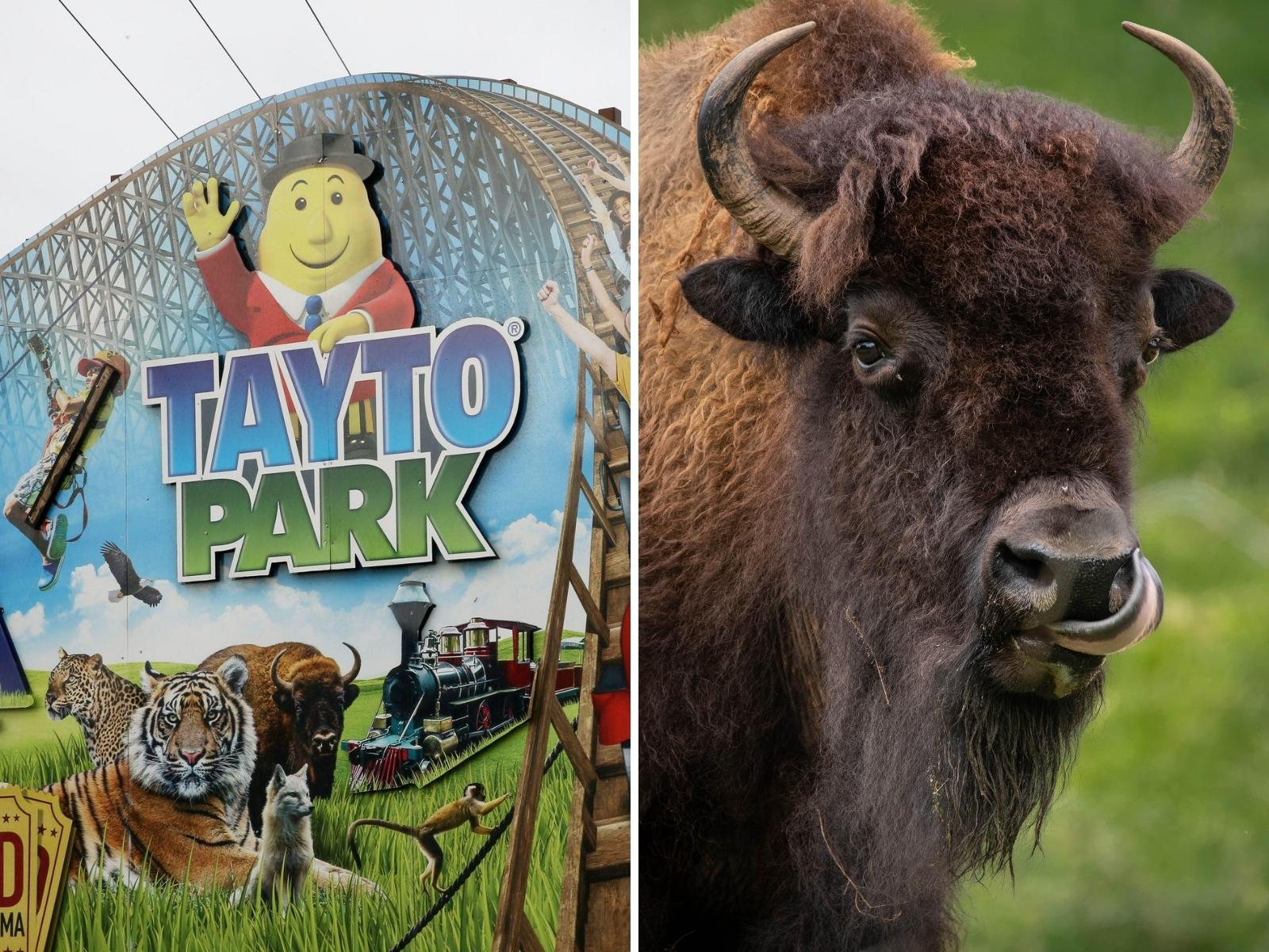 Tayto Park bison breakout forces visitors to shelter in gift shop | Newstalk