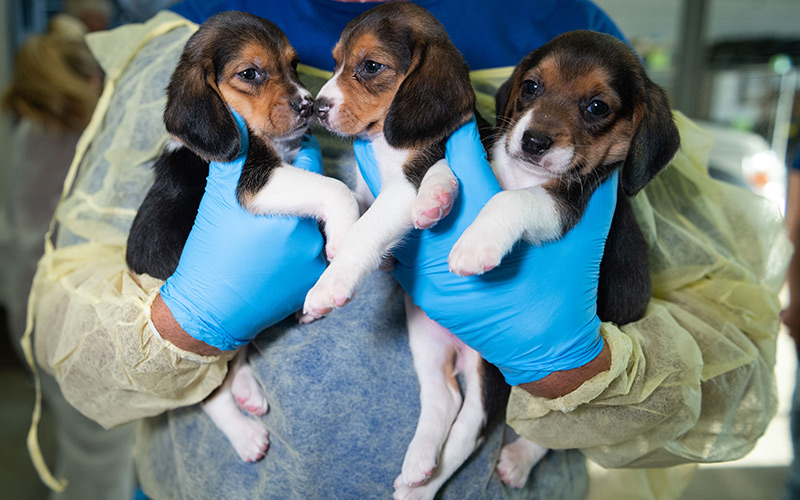Beagles rescued from the Envigo RMS facility in Indiana. Image: Humane Society of the US.
