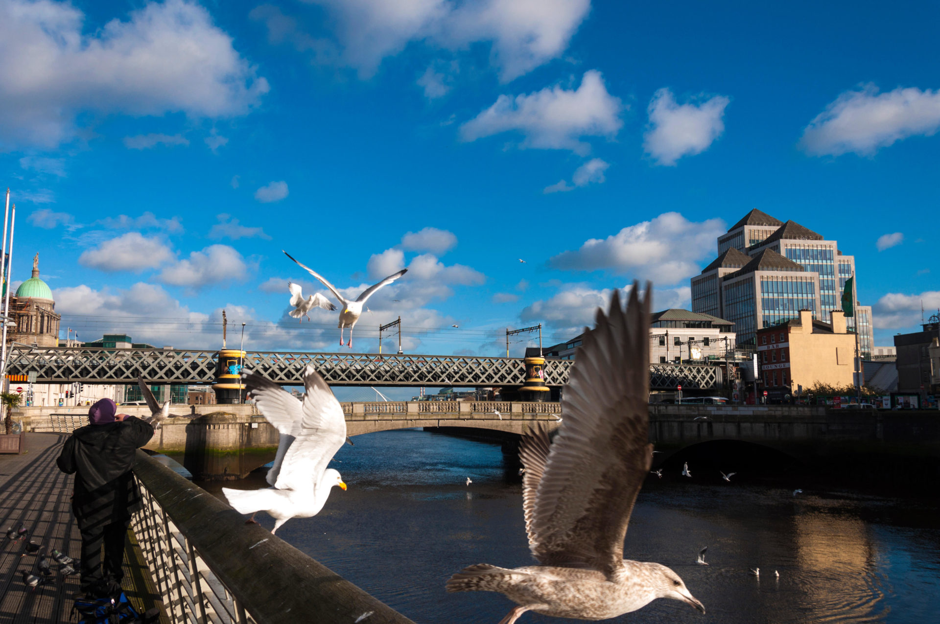 Seagulls are seen by the River Liffey in central Dublin in February 2016