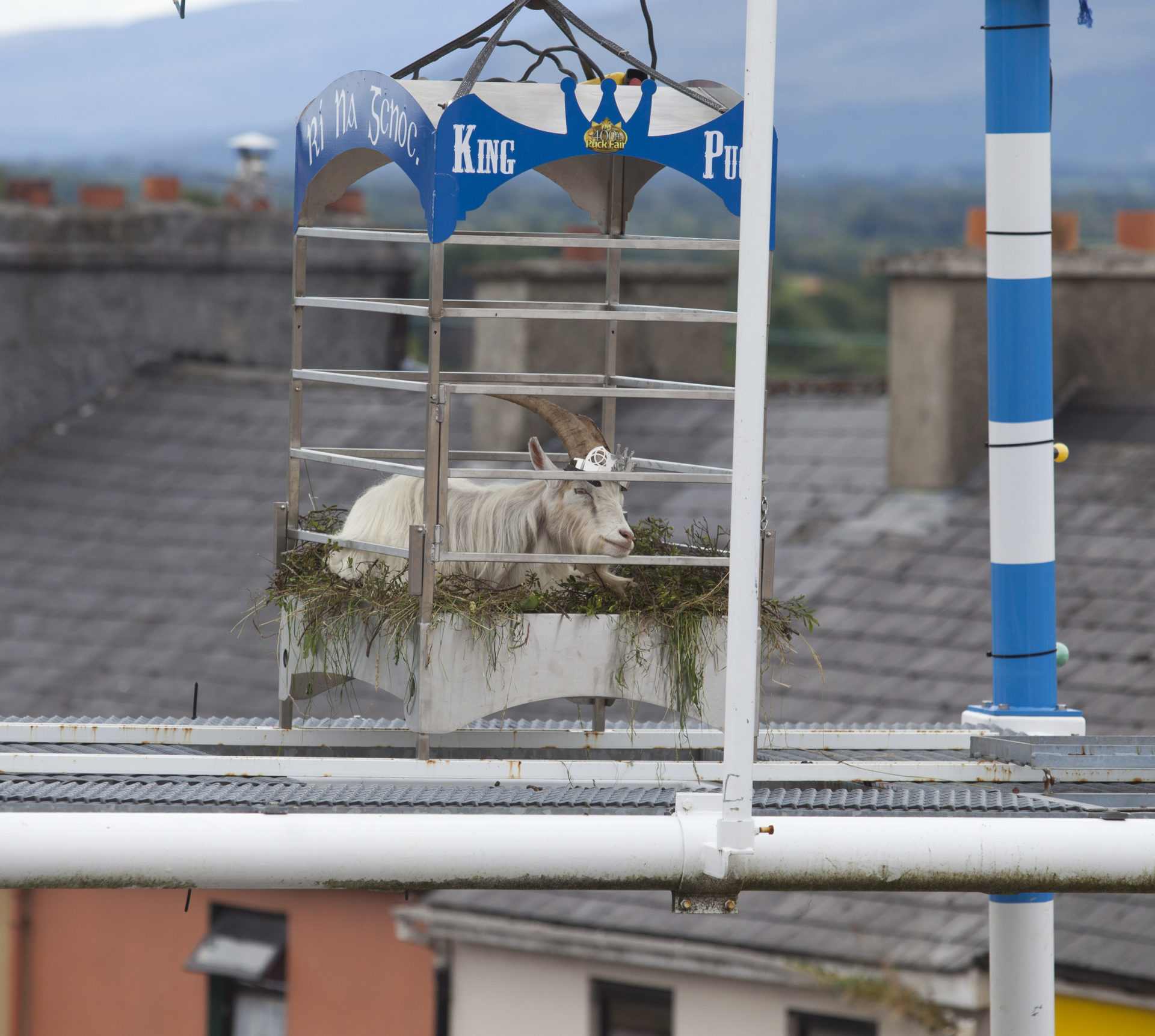 King Puck in his cage after spending two nights perched high over Killorglin in in 2015, 11-08-2015. Image: RollingNews