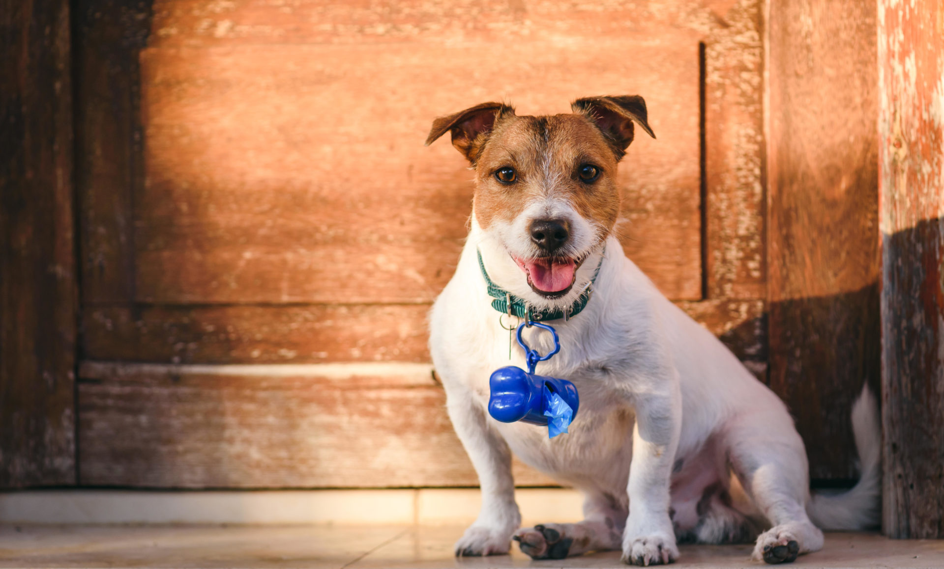 A dog with a container for doggy bags on their collar