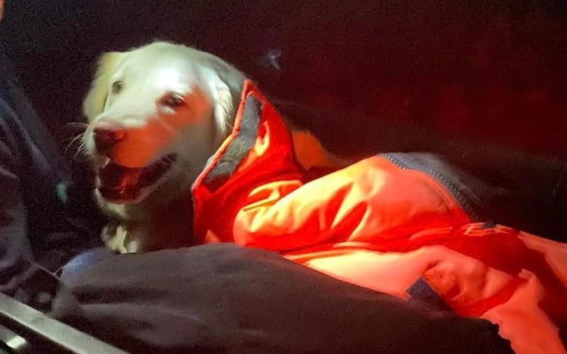 Dog Triggers Mountain Rescue After Refusing To Walk - Vimarsana News