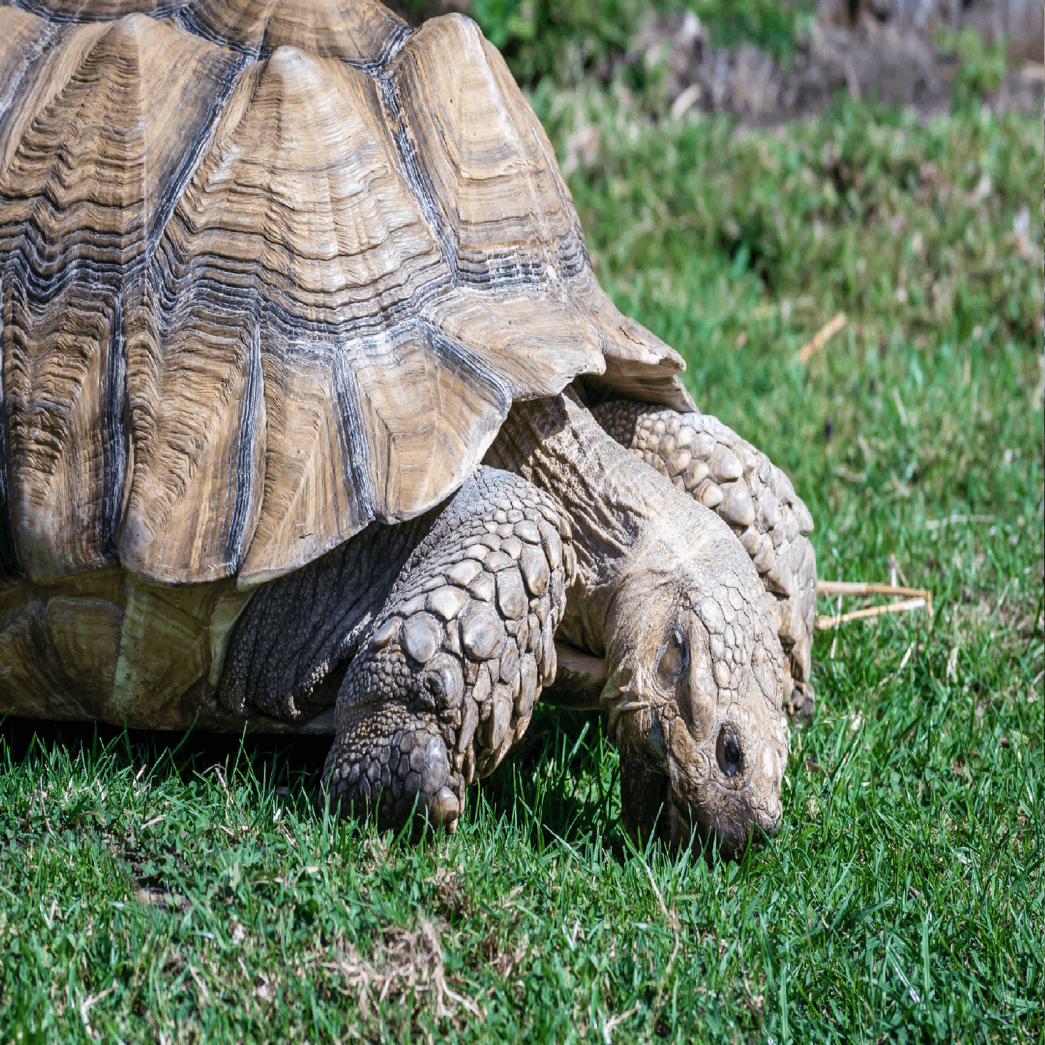 Tommy the tortoise goes missing | Newstalk