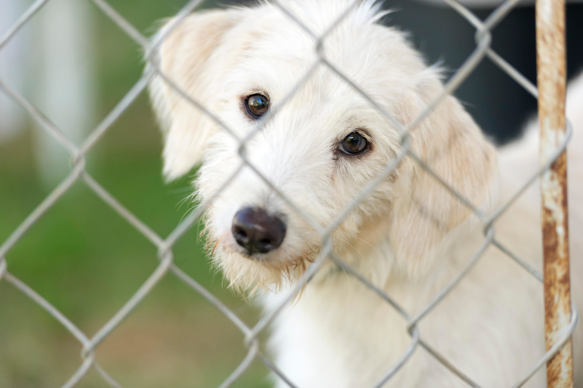A dog pokes his nose through the fence of an animal shelter, wondering who is going to take him home.