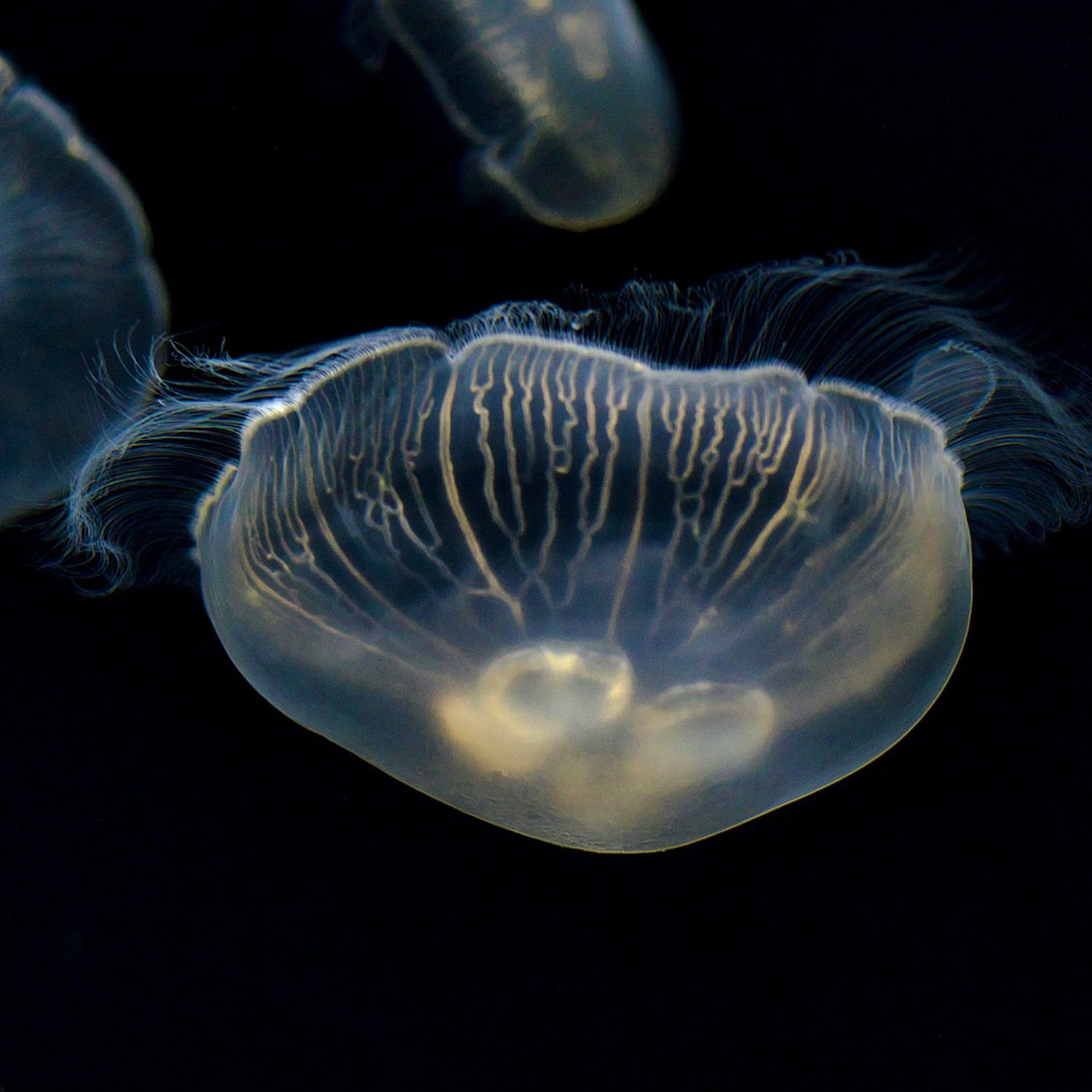 A Jellyfish Garden in Cork | Newstalk