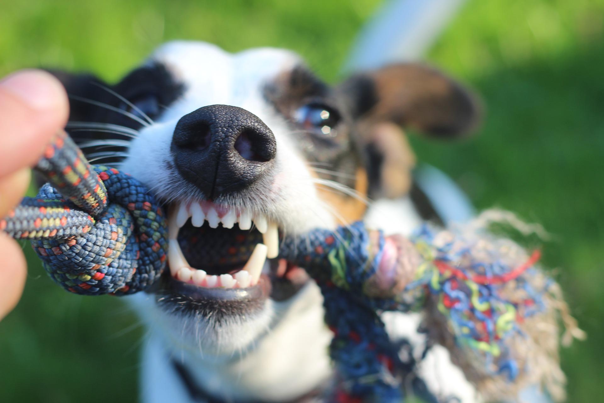 dog smiling